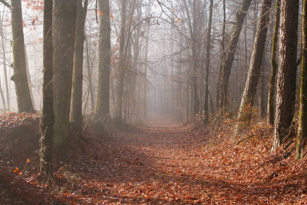 Foggy Woods in Mississippi image - Freephoto 