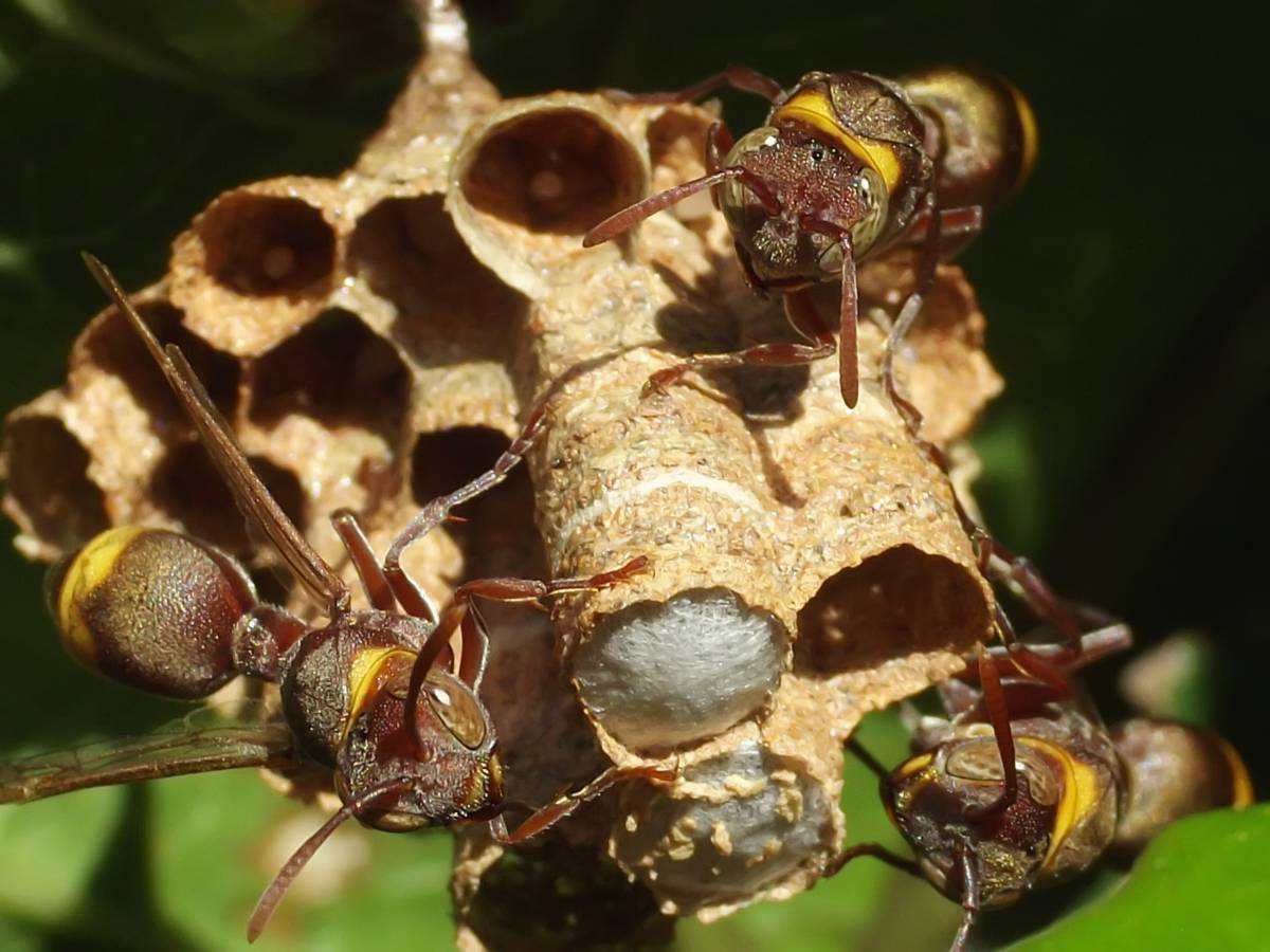   Paper Wasps  wasp  nest  build  not 
