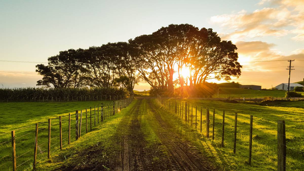  landscape  tree  nature  path  outdoor 