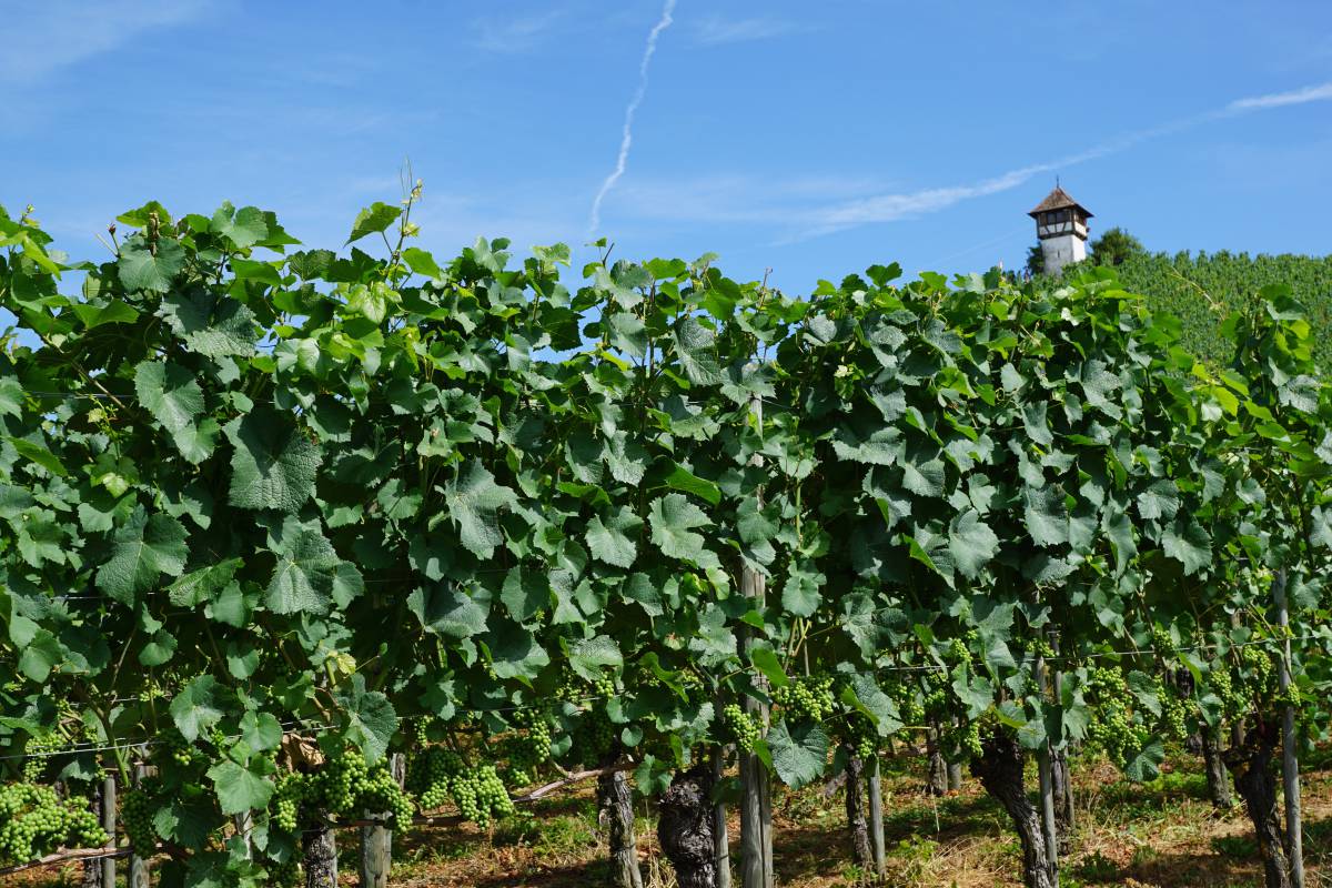   nature  sky  vineyard  field  farm  flower 