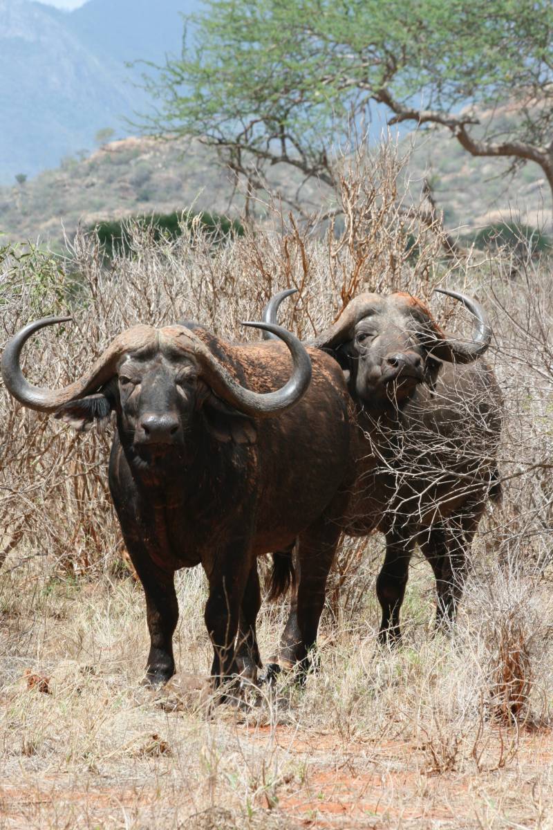   wildlife  horn  herd  grazing  fauna  bull 