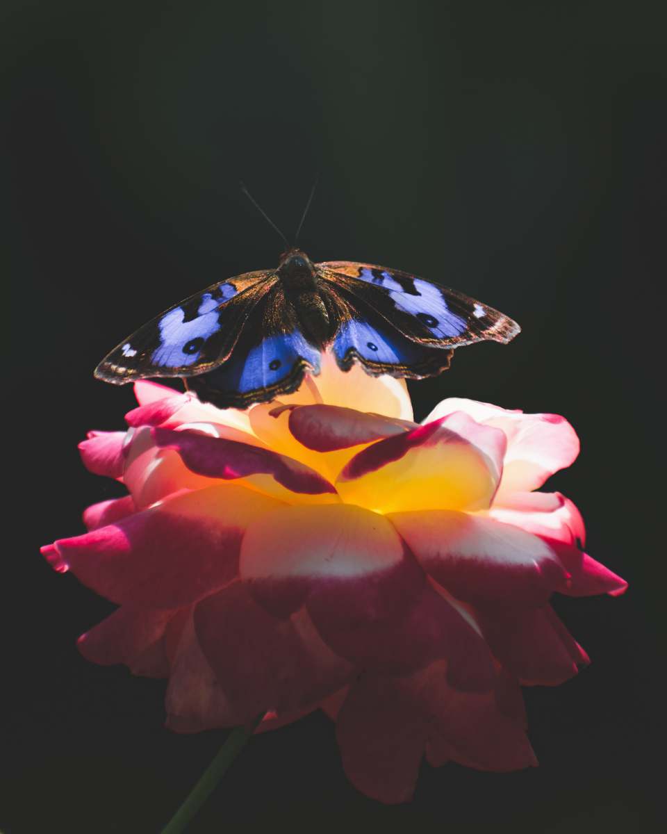 insect blue and black butterfly perched on flower flower