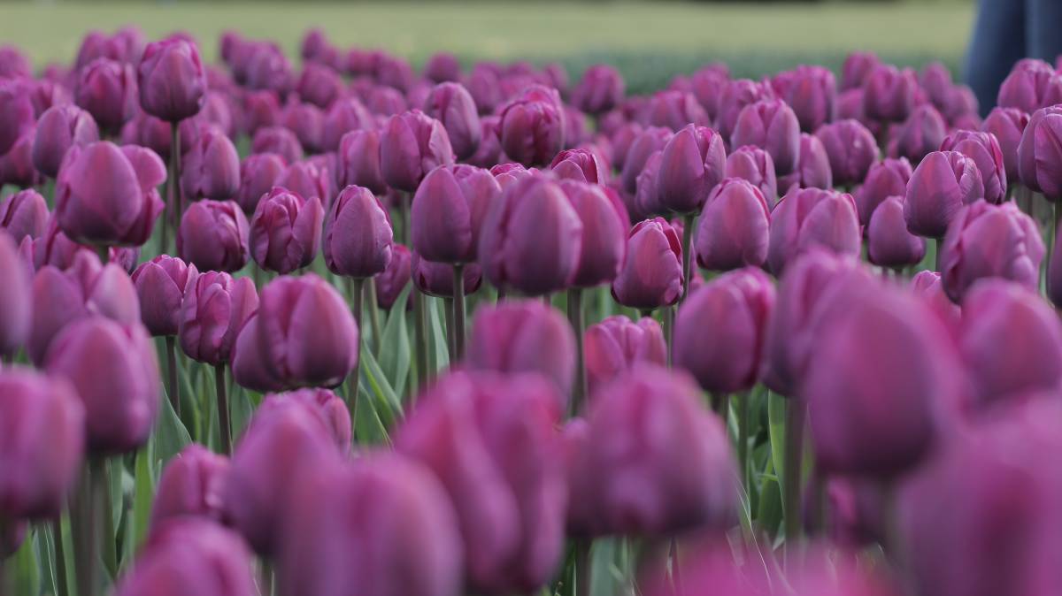   field  flower  purple  petal  tulip  spring 