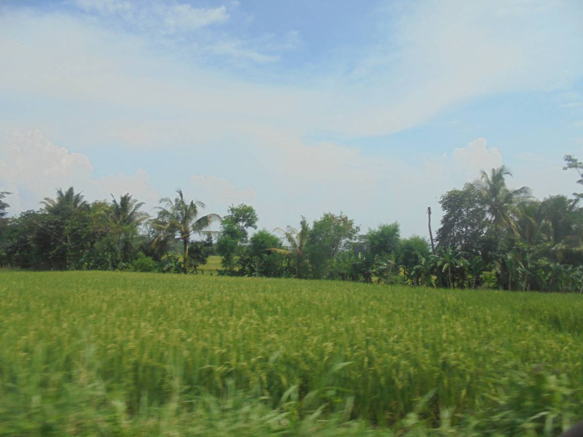 Immerse yourself in the tranquility of lush green sawah fields, where vibrant grass dances lightly in the breeze. This picturesque landscape captures the essence of nature's beauty, making it an ideal backdrop for projects related to agriculture, eco-tourism, or outdoor activities. Perfect for creatives seeking to evoke a sense of peace and harmony in their designs.