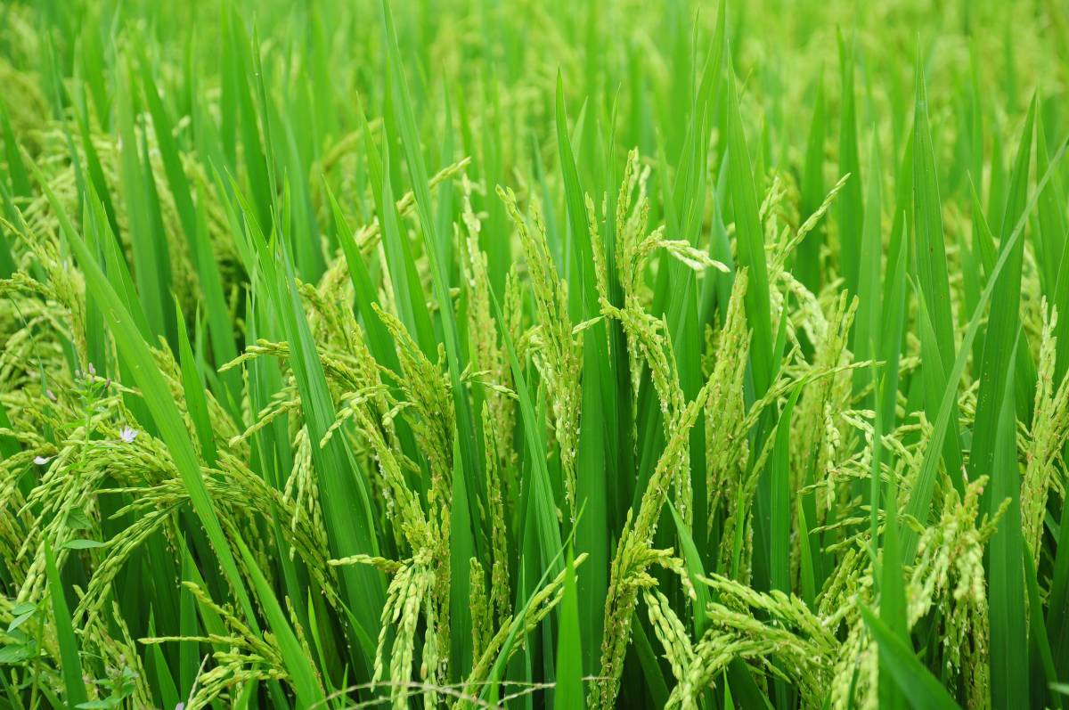   nature  farm  lawn  meadow  barley  prairie 