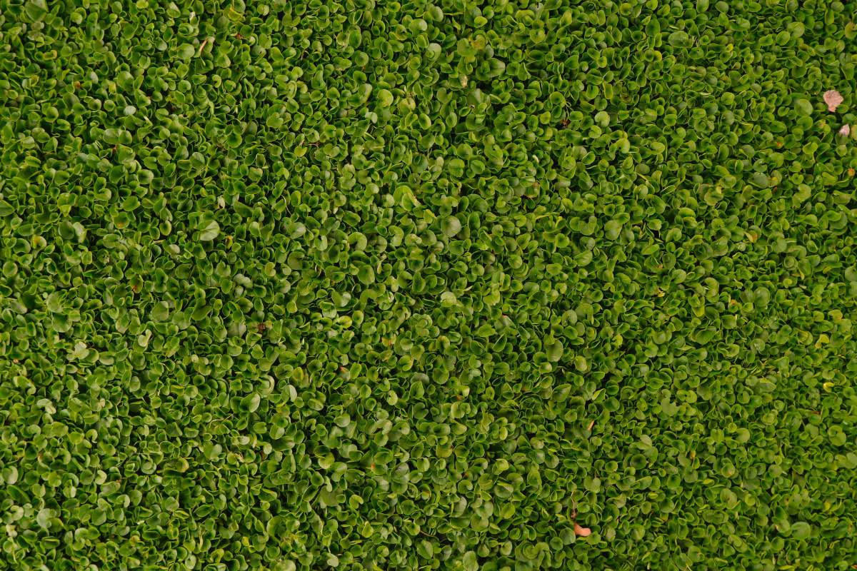 leaves green grass field during daytime monaco