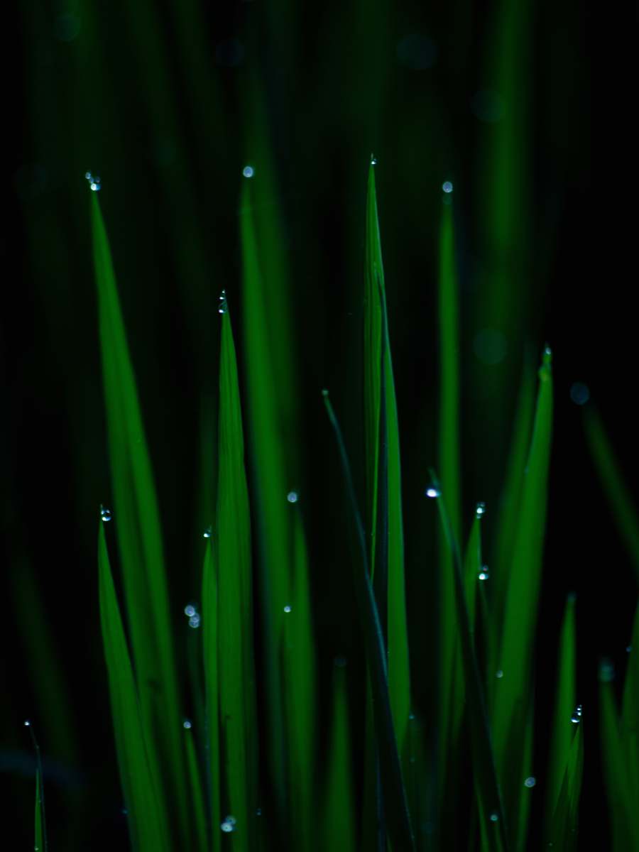 nature green grass in close up photography wallpaper hd