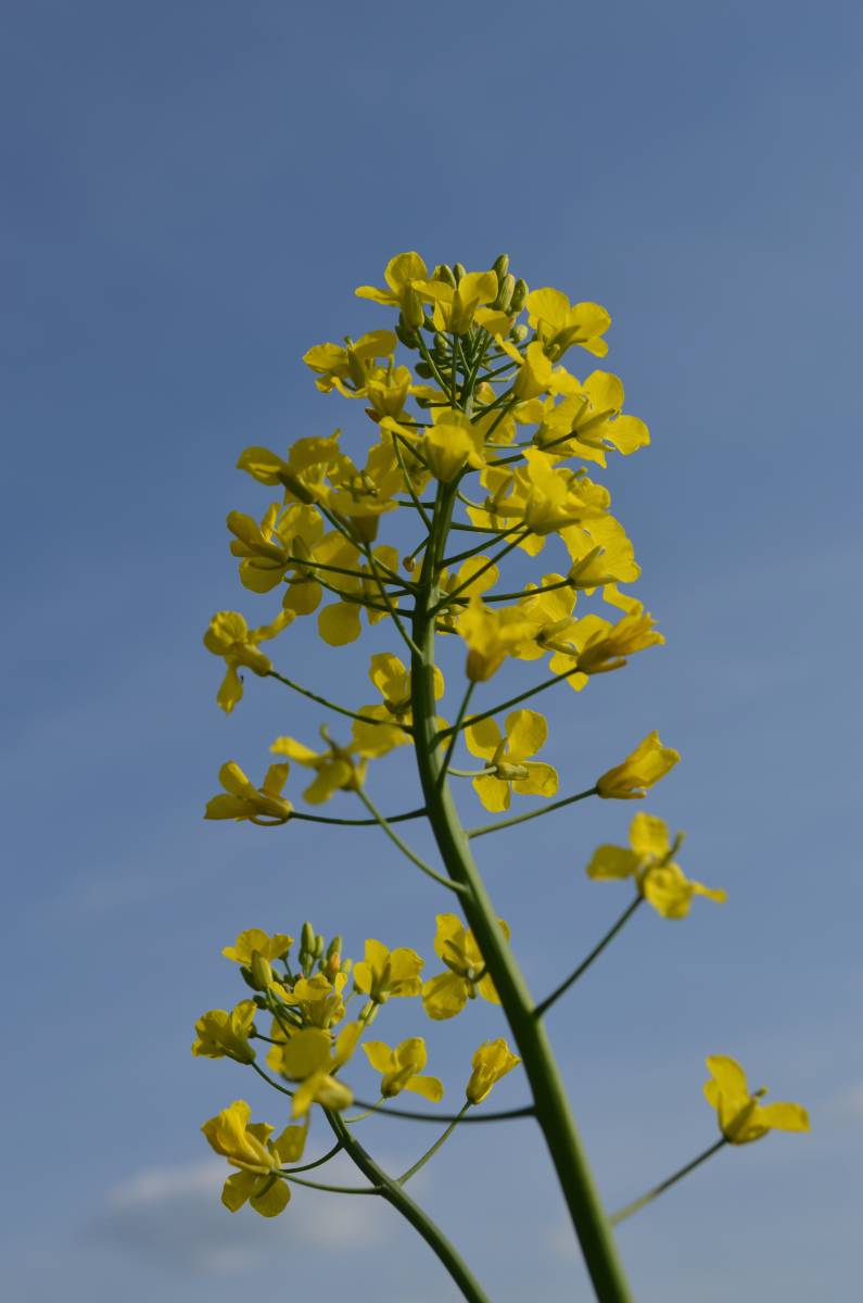   tree  branch  sky  flower  food  produce 