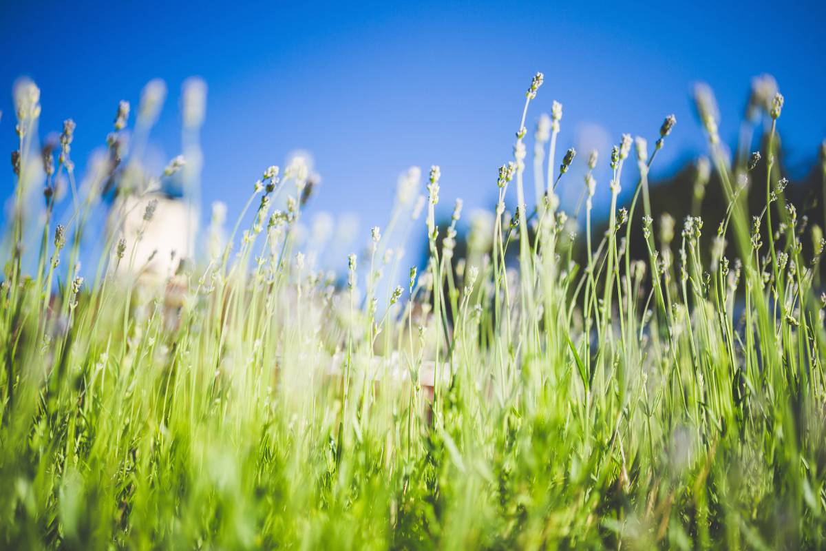 Immerse yourself in the tranquility of a beautiful day with this stunning image featuring a lush field of grass set against a bright blue sky. This vibrant scene captures the essence of nature's beauty, making it perfect for a variety of projects including outdoor promotions, wellness blogs, and environmental awareness campaigns. The interplay of green and blue evokes feelings of peace and hope, ideal for any creative endeavor.