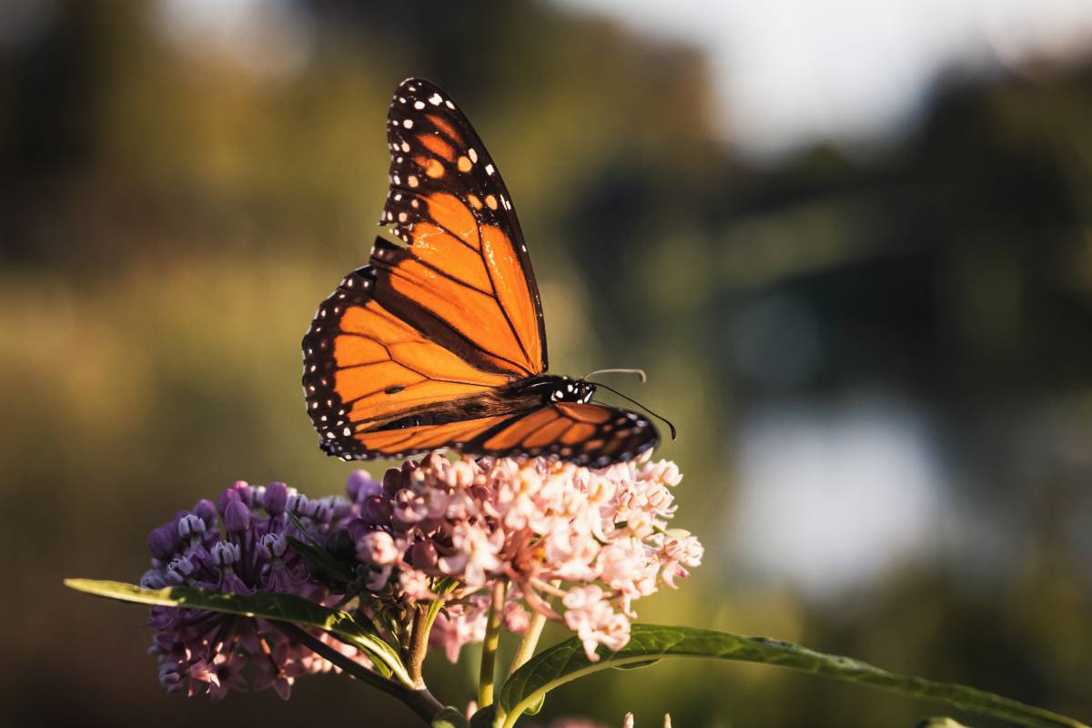 Butterfly Close up  - NegativeSpace