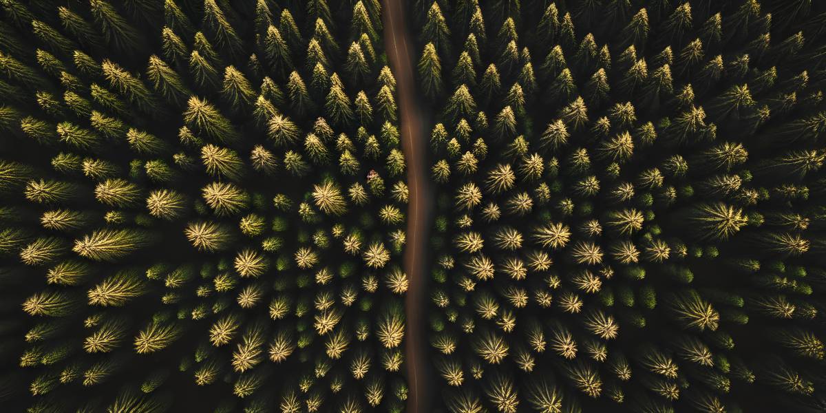 backgrounds tree forest plant nature green color summer