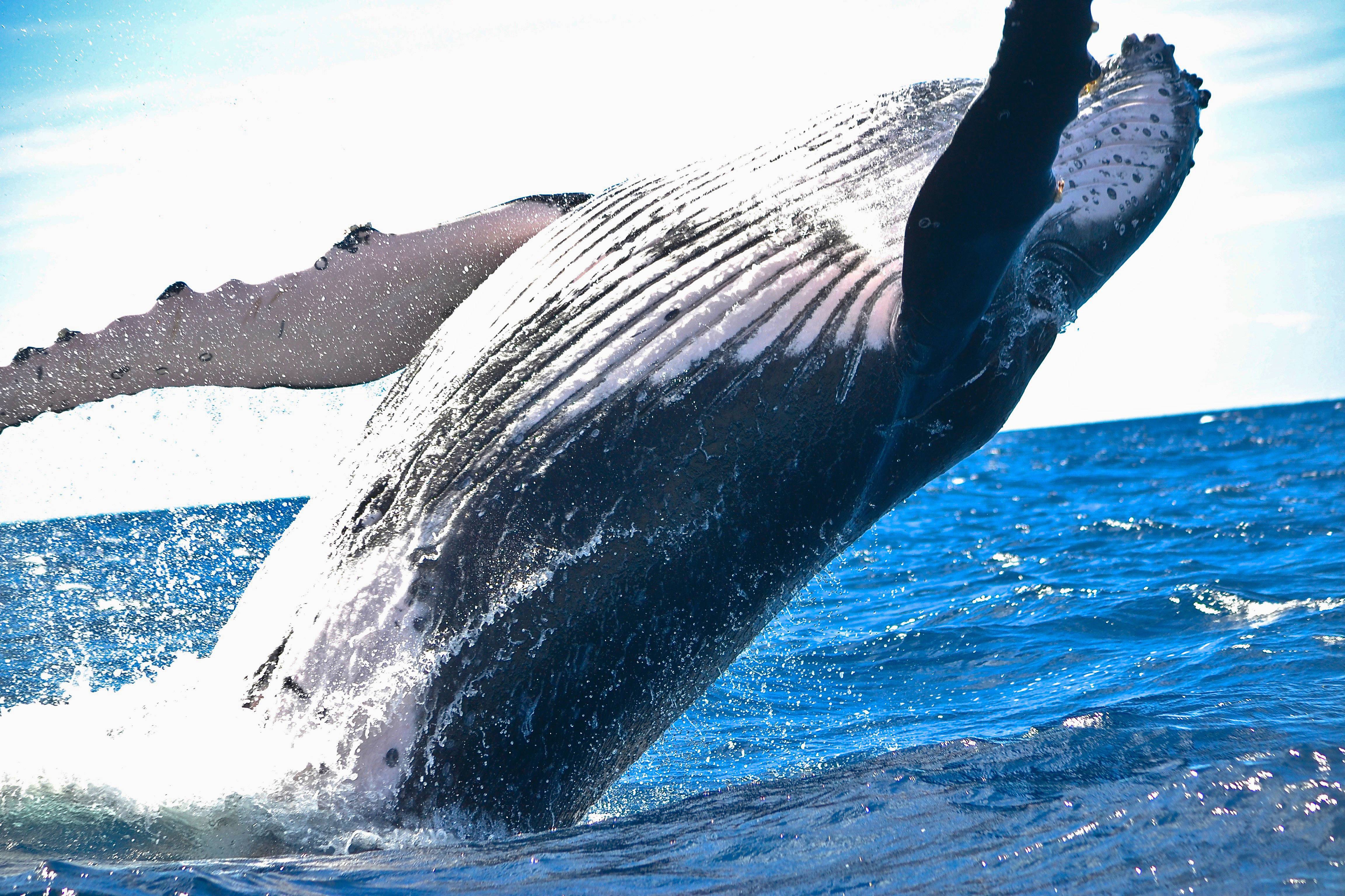 Humpback Whale Jumping - Megaptera Novaeangliae Image Image Free Photo