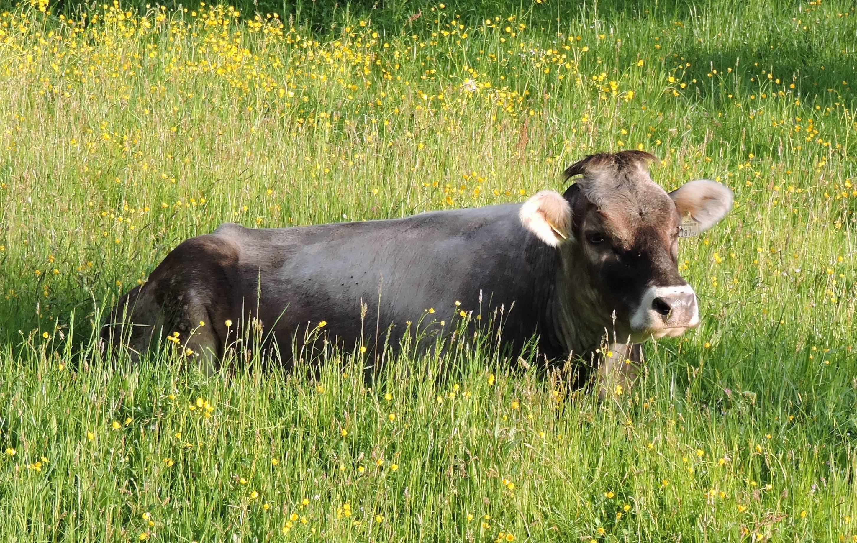 Nature Grass Field Farm Meadow Wildlife Image Free Photo