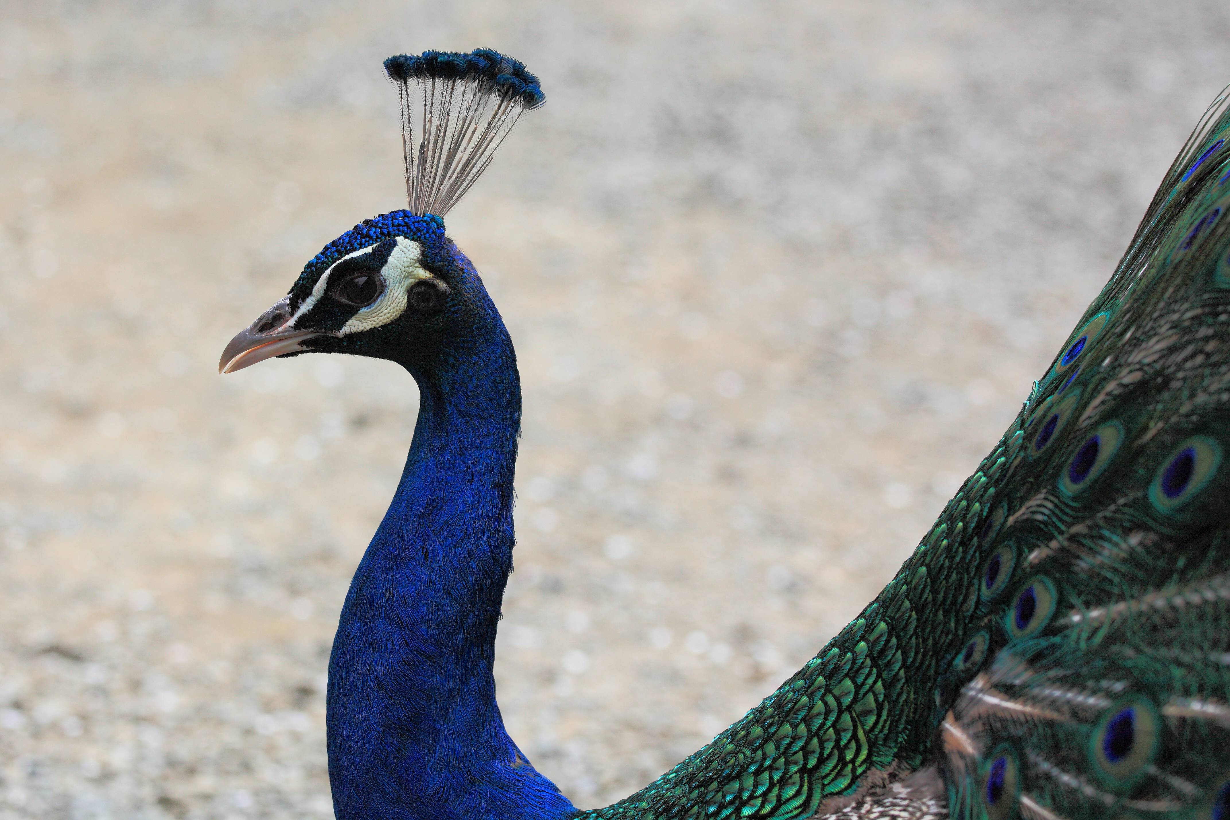 Nature Wing Wildlife High Beak Blue Image Free Photo