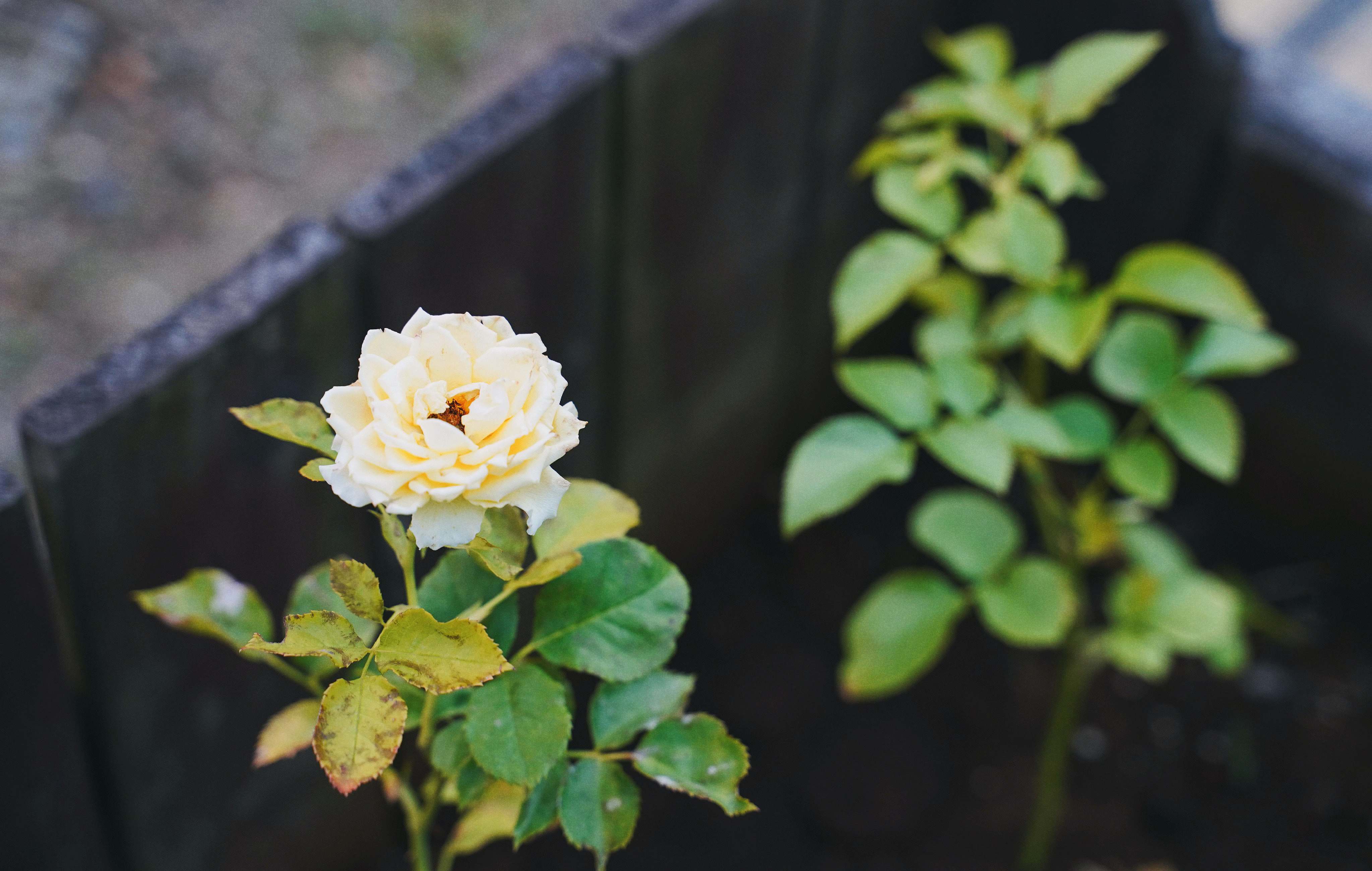 Rose White Flower With Green Leaves Flower Image Free Photo