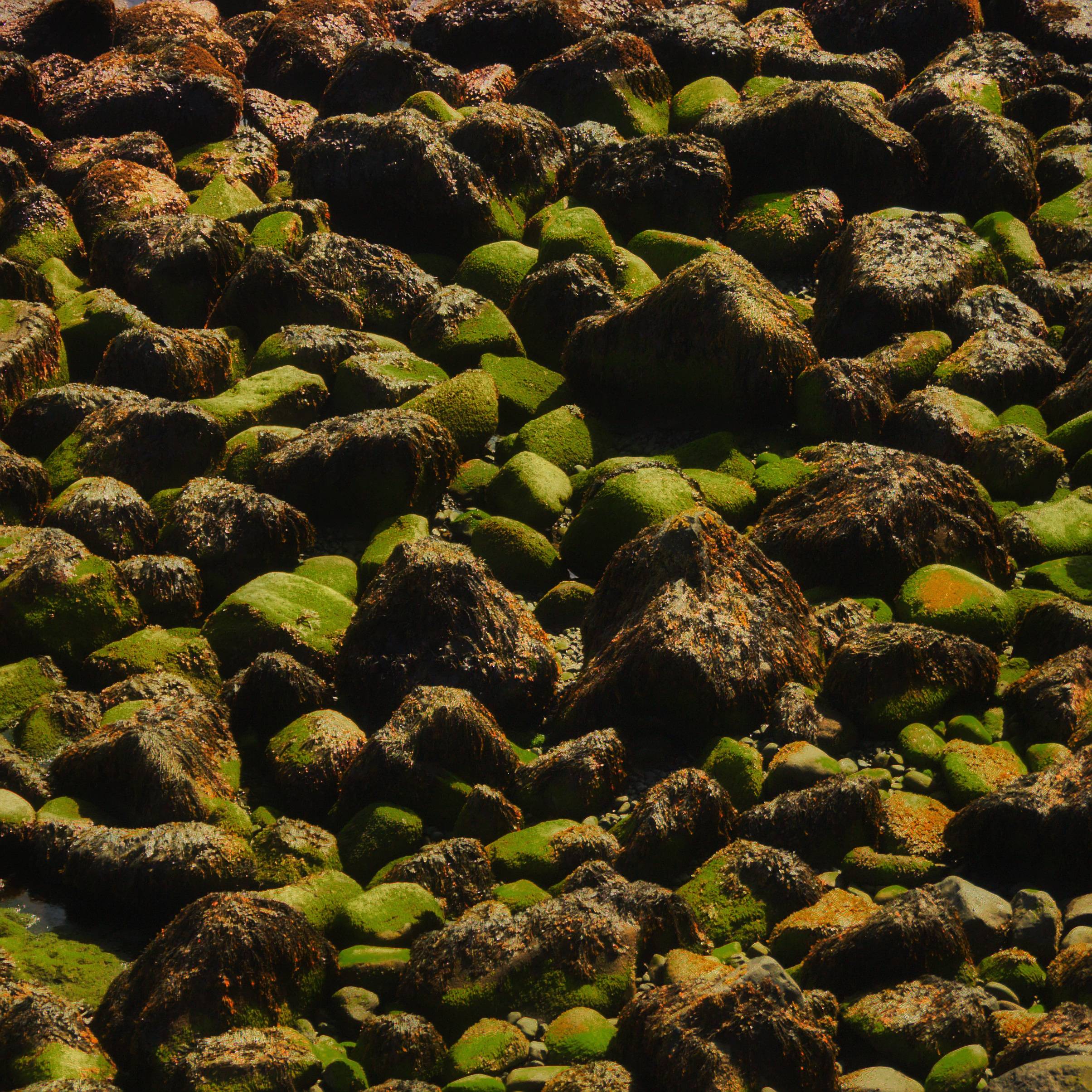 Beach Coast Tree Nature Forest Rock Image Free Photo