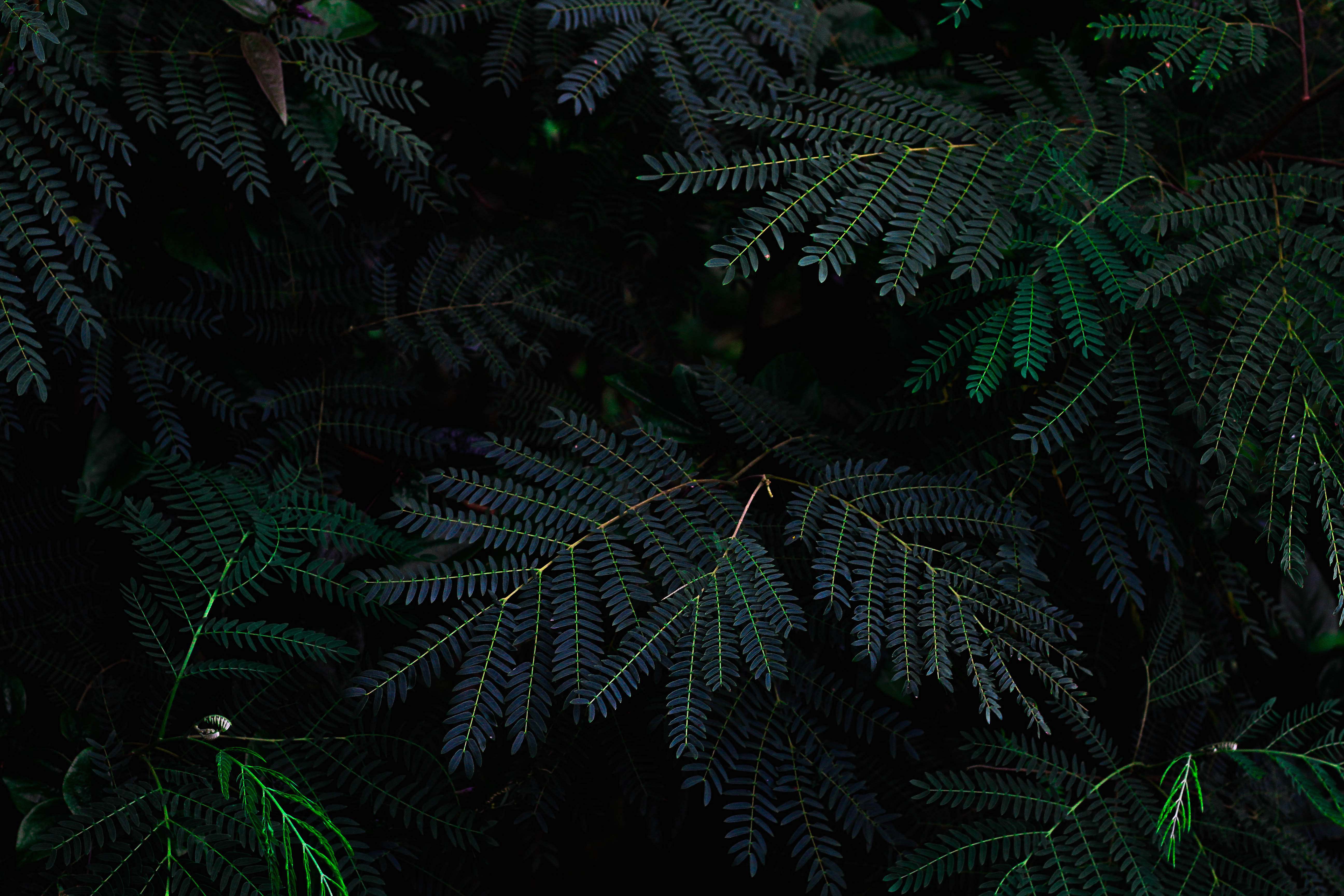 Dark Fern Plant Background Image Free Photo