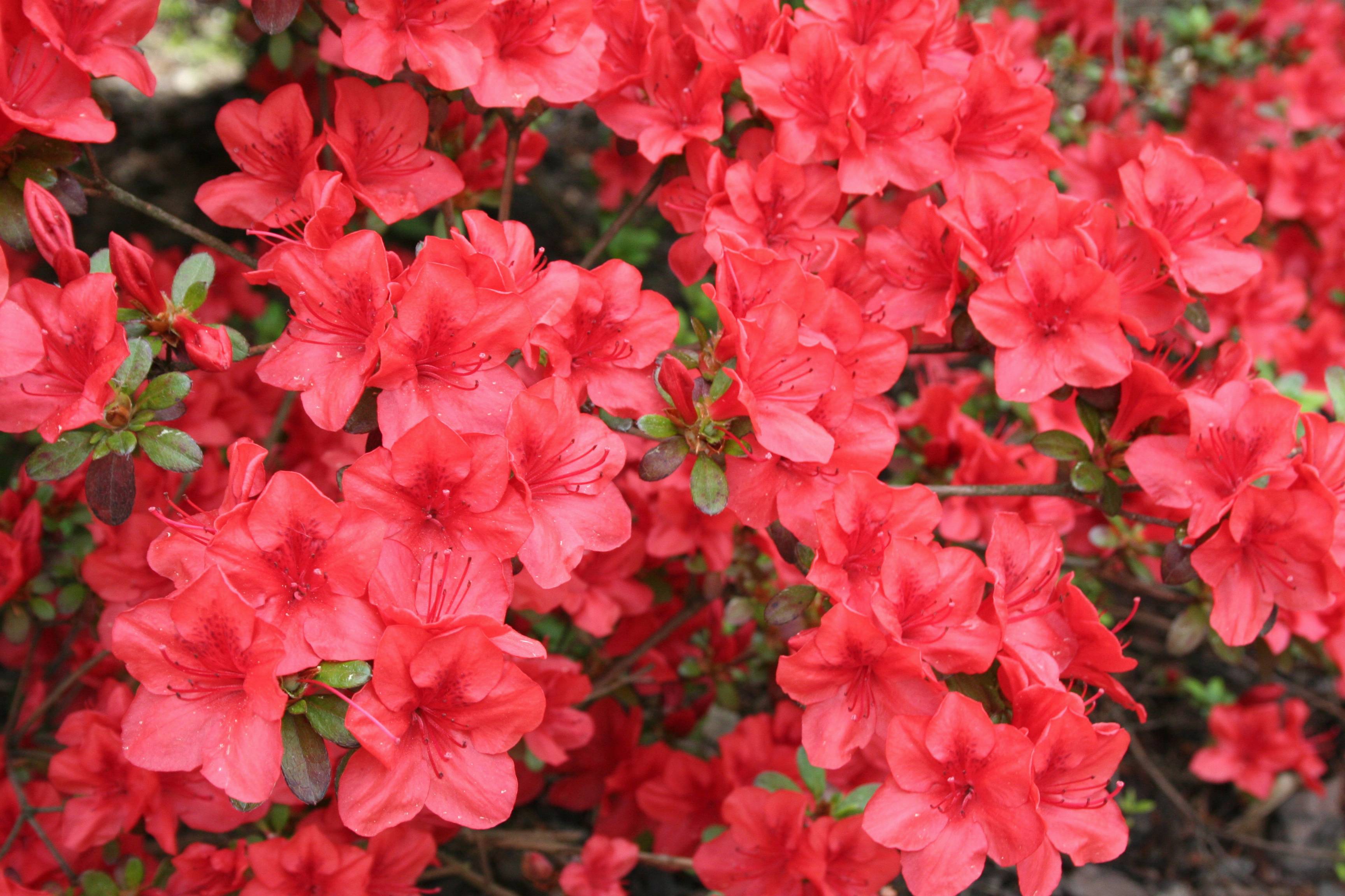 Nature Texture Summer Spring Garden Image Free Photo