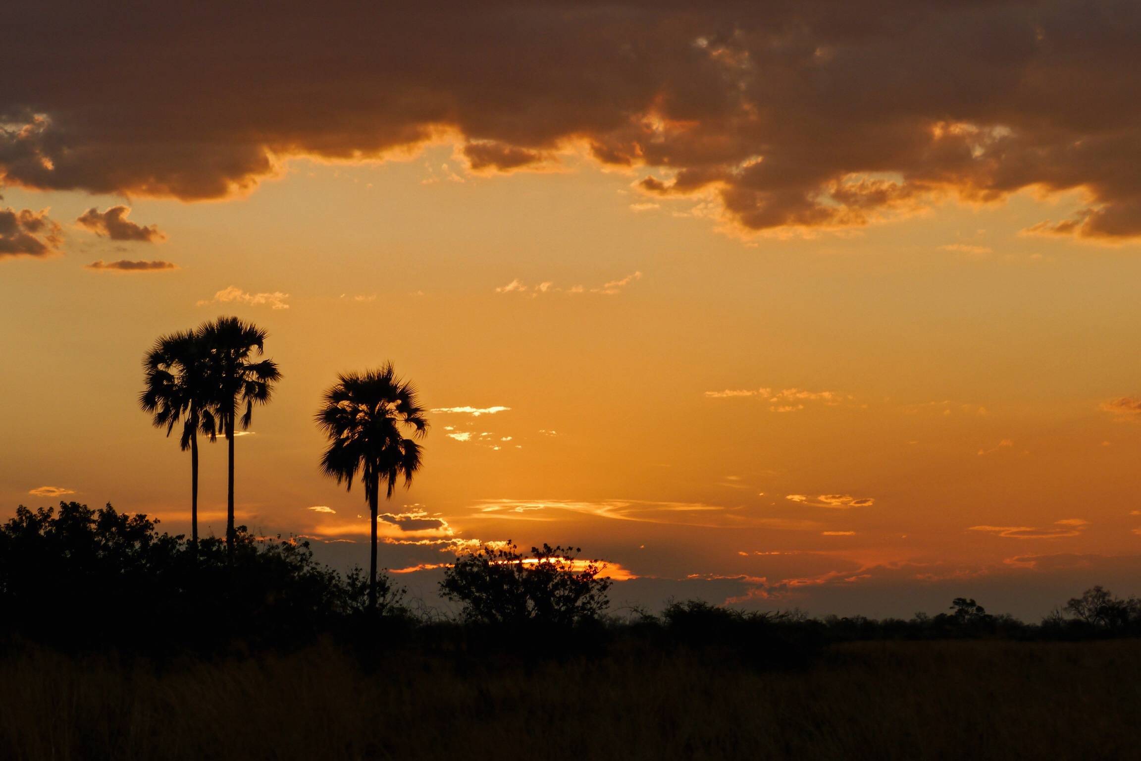 Landscape Tree Nature Horizon Wilderness Image Free Photo