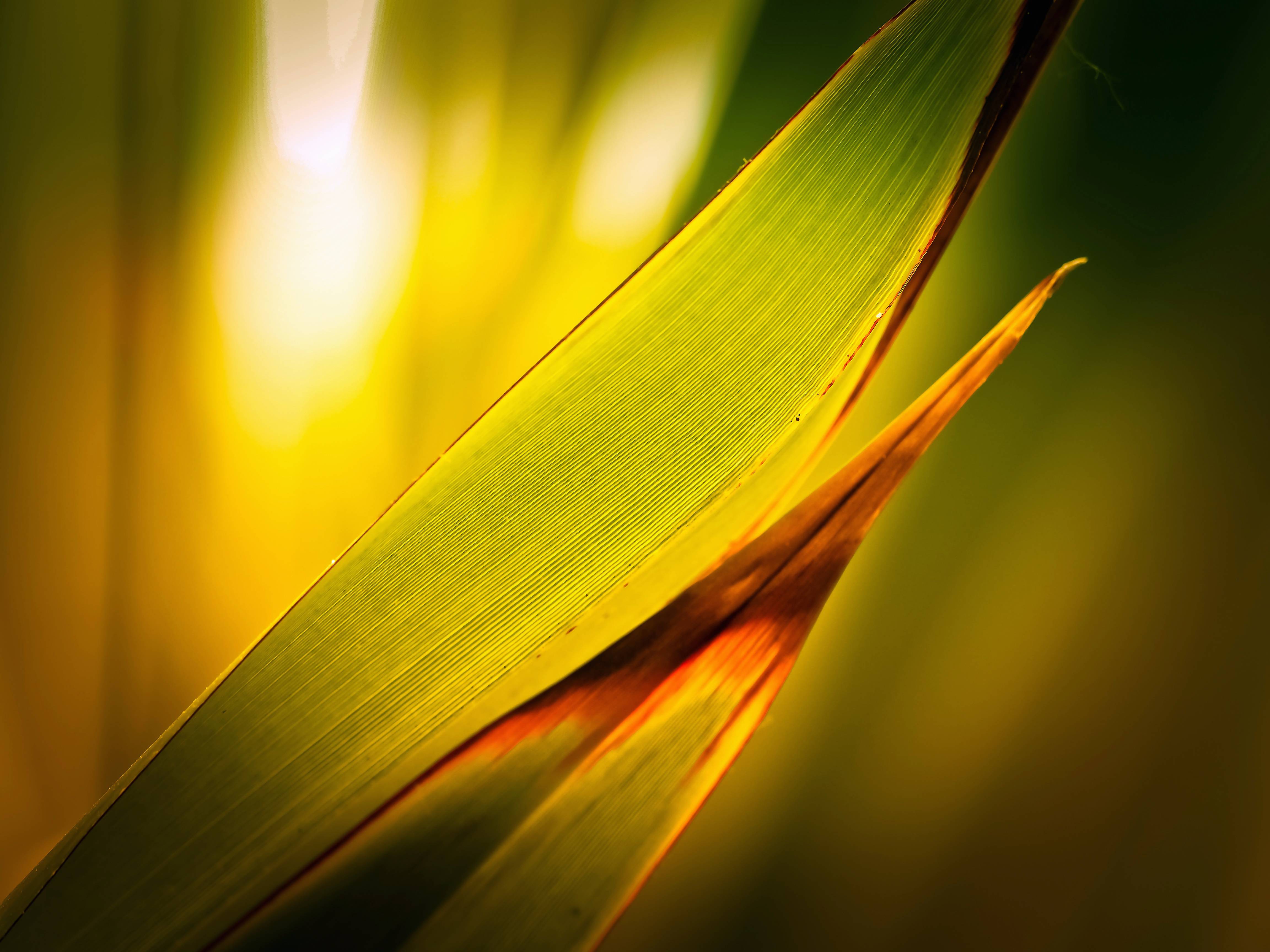 Nature Structure Sun Sunset Sunlight Image Free Photo