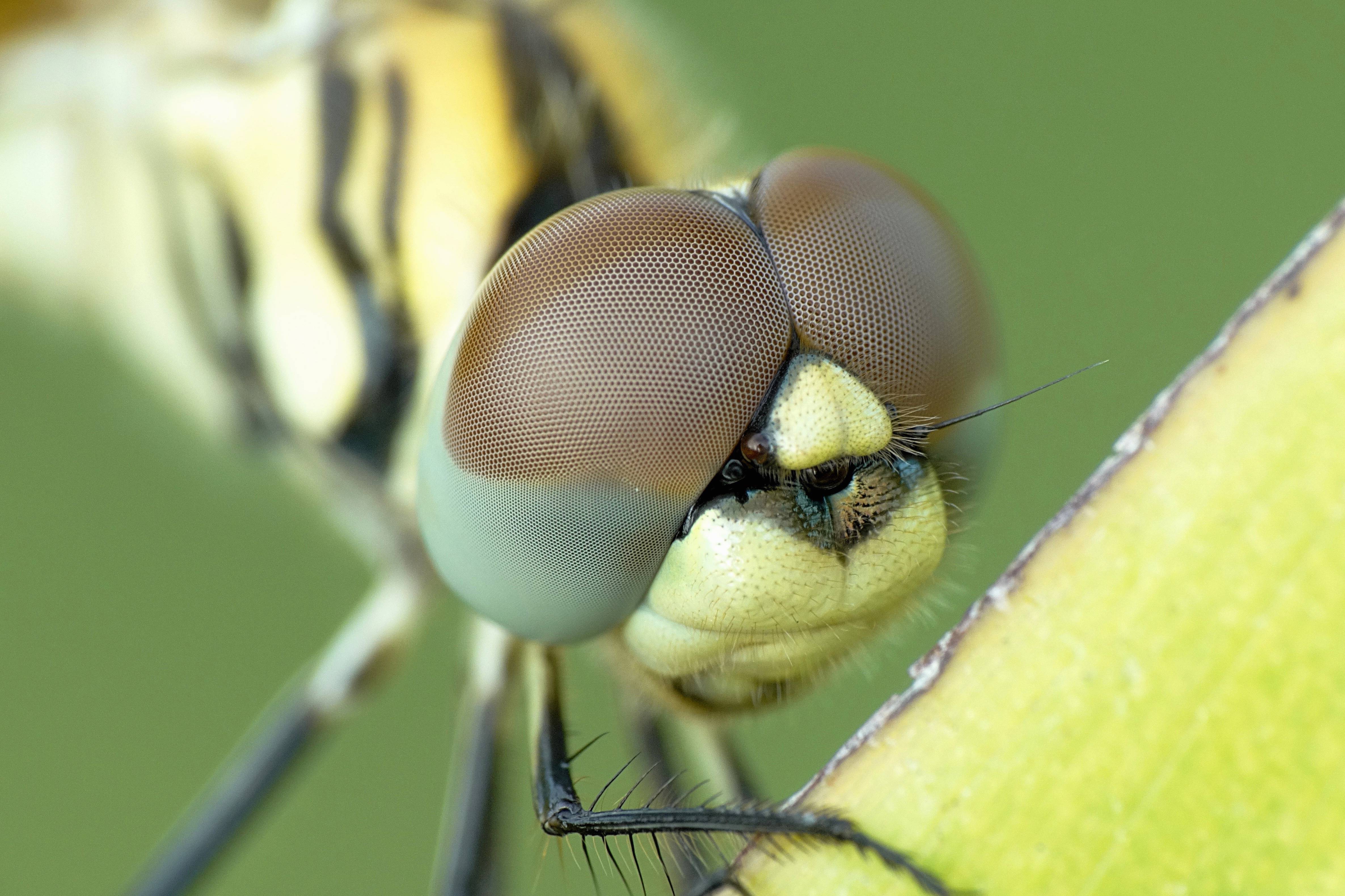 Nature Wing Leaf Flower Fly Green Image Free Photo