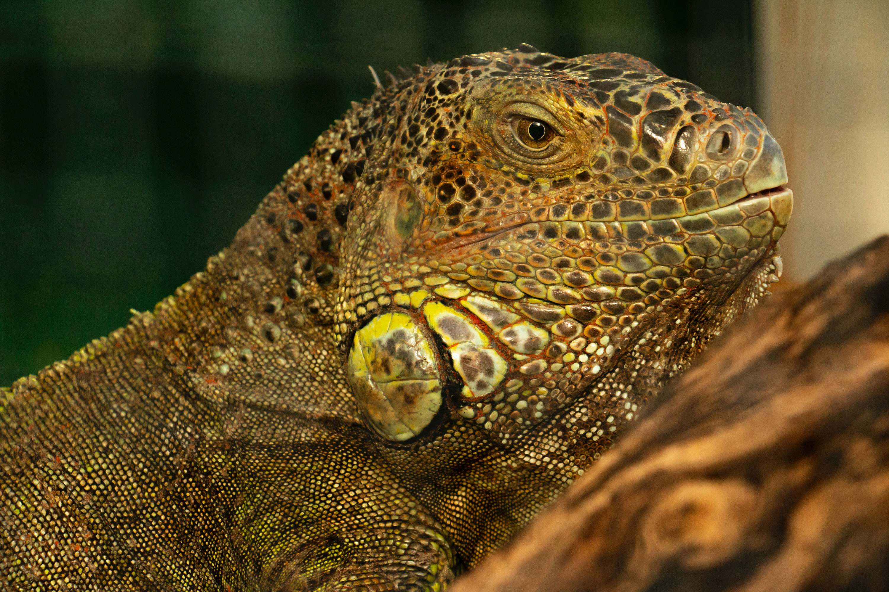 Lizard Brown And Green Bearded Dragon Iguana Image Free Photo