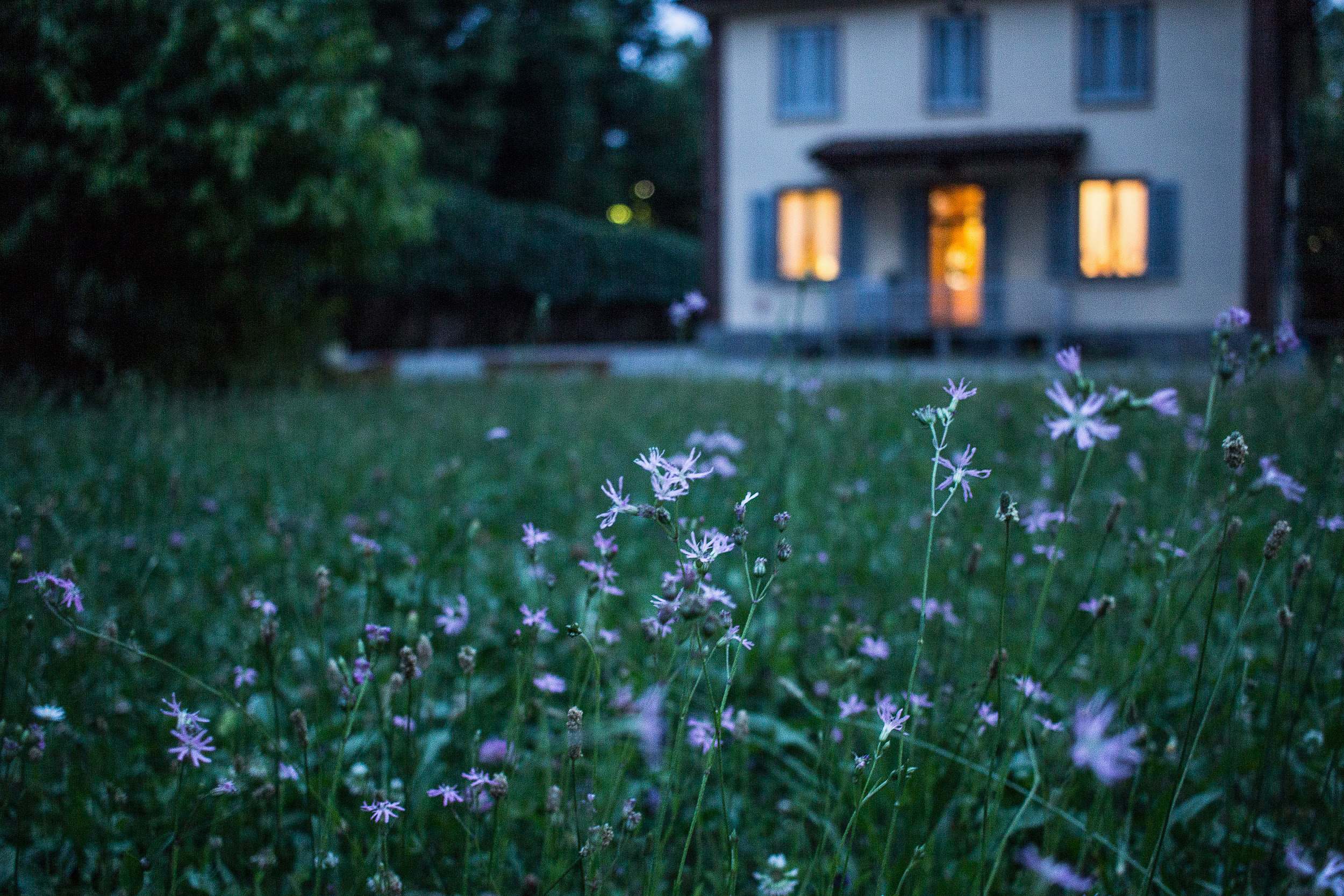 House Field Of Purple Flower Beside House Garden Image Free Photo