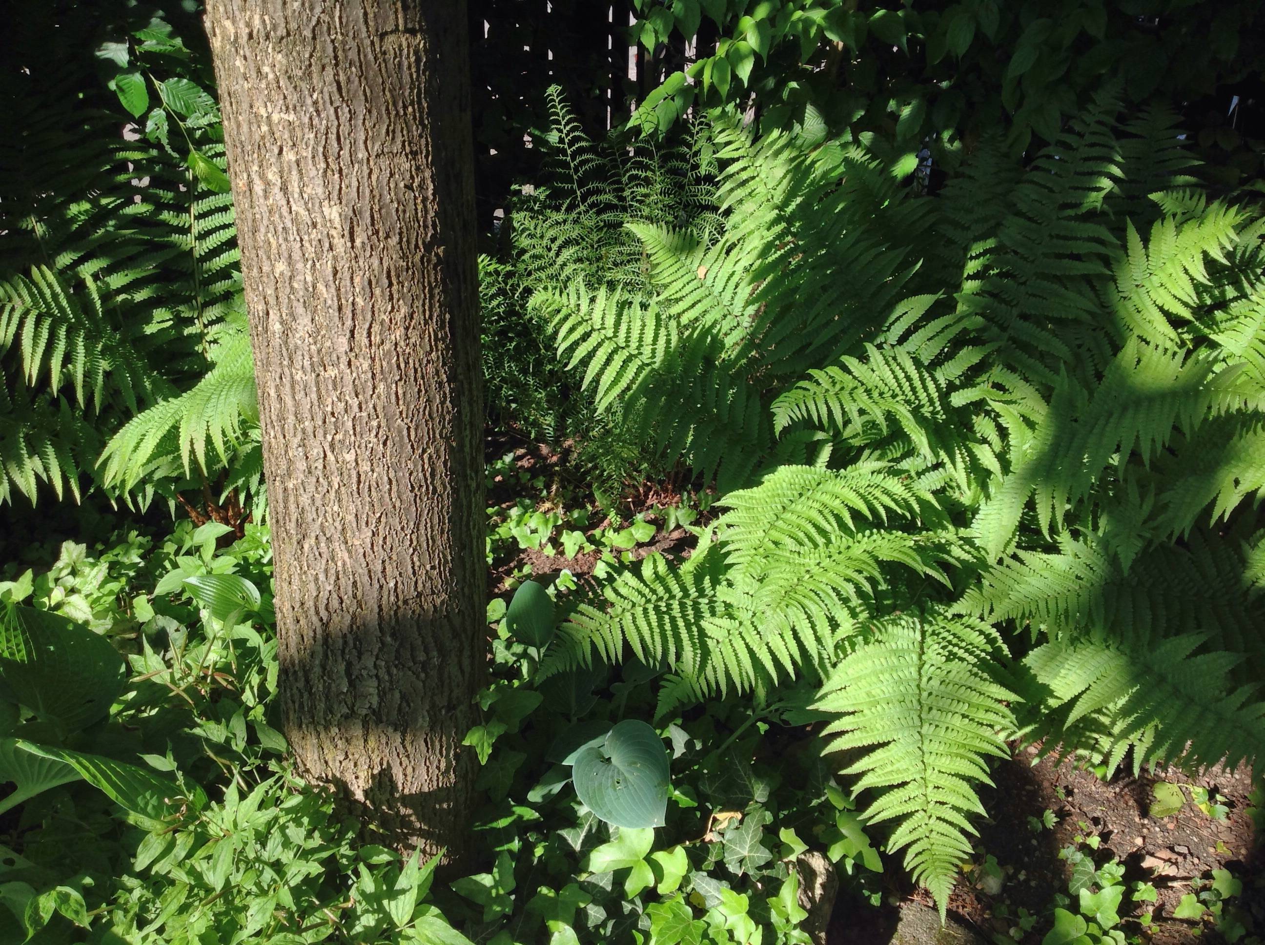 Tree Nature Branch Leaf Flower Bark Image Free Photo