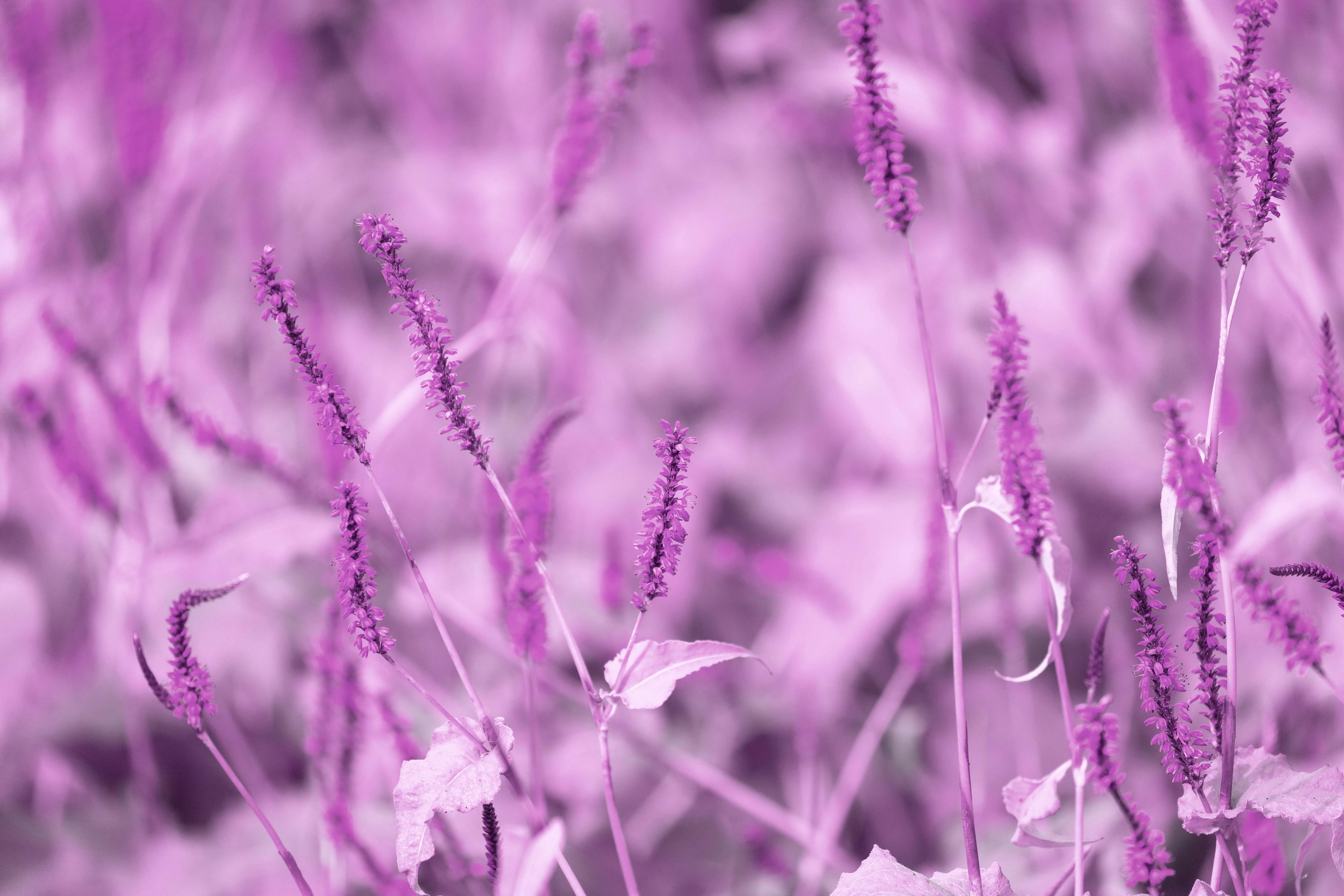 Hintergrund Green Plant In Close Up Photography Pastel Background Image