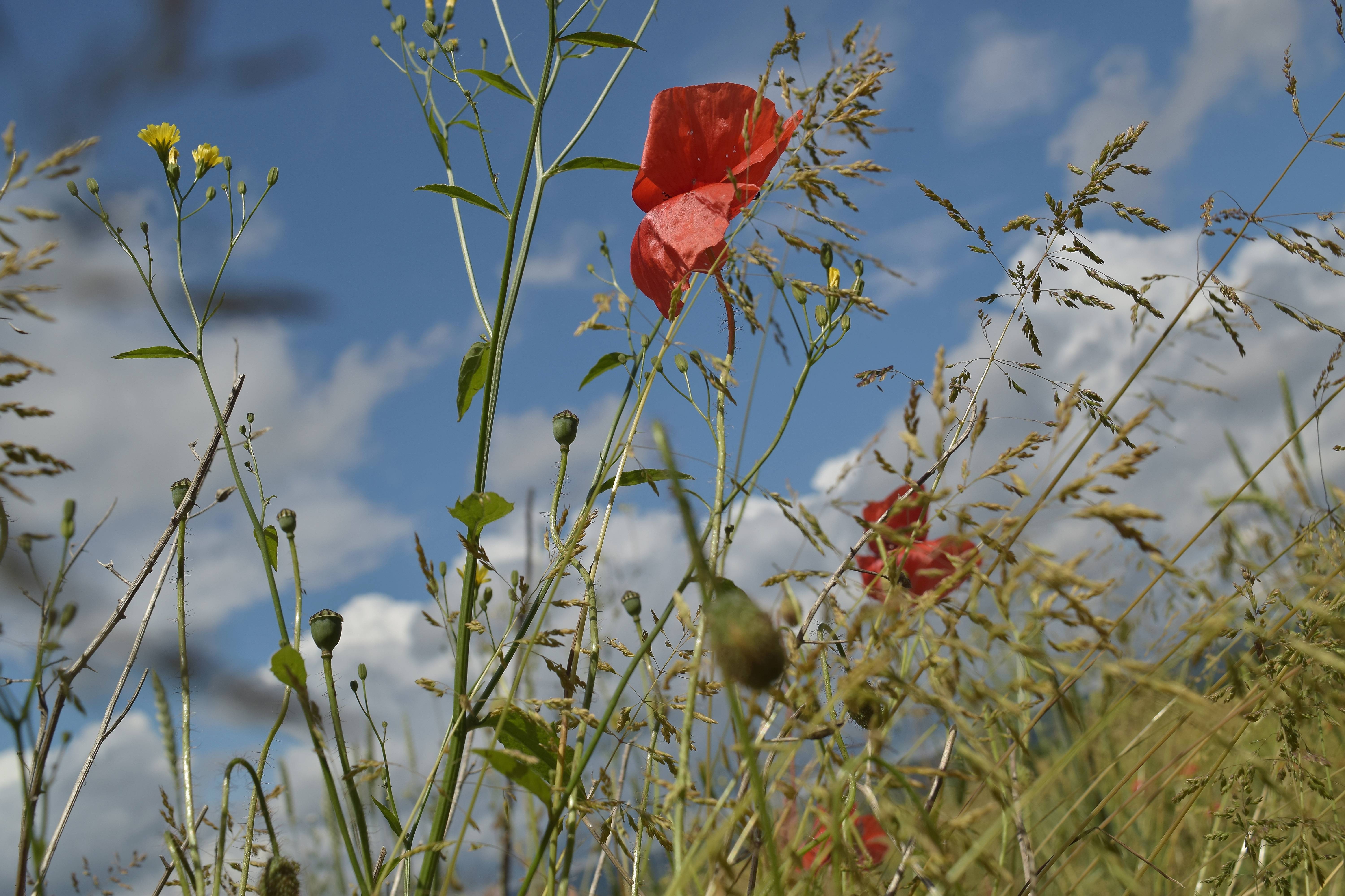 Nature Branch Blossom Sky Field Meadow Image Free Photo