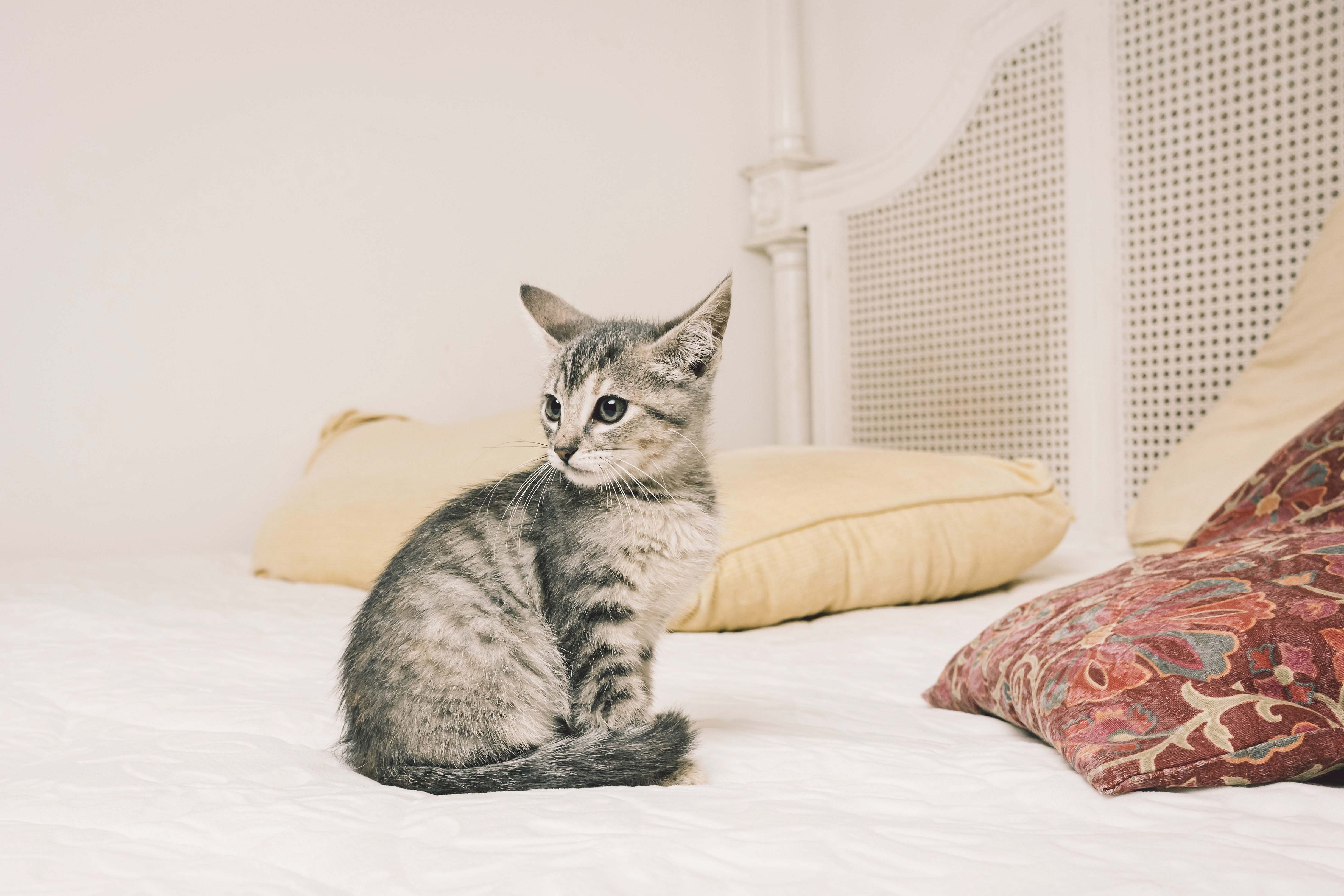 Bed Silver Tabby Cat On White Bed Brown Image Free Photo