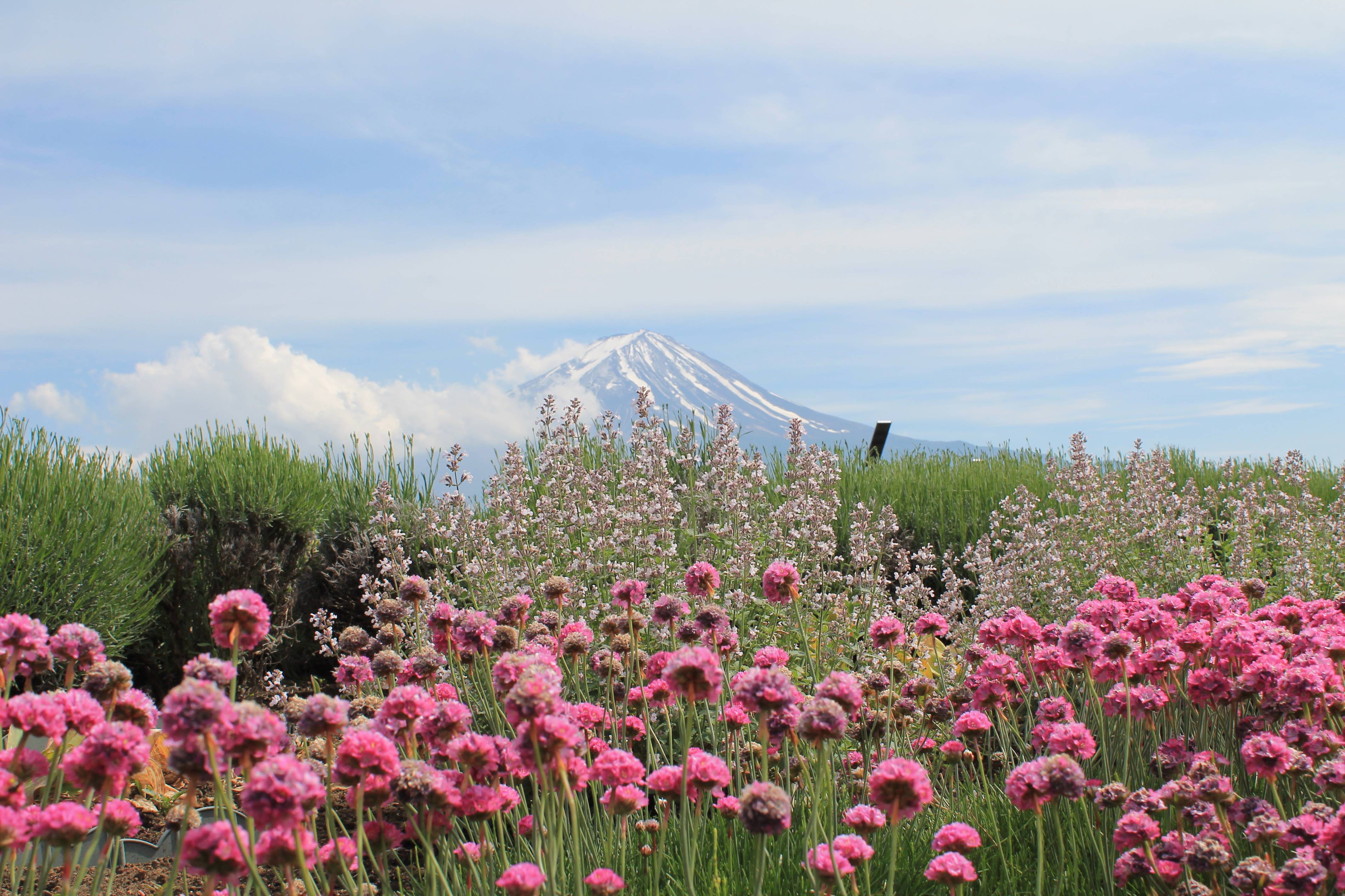 Nature Grass Blossom Mountain Sky Field Image Free Photo