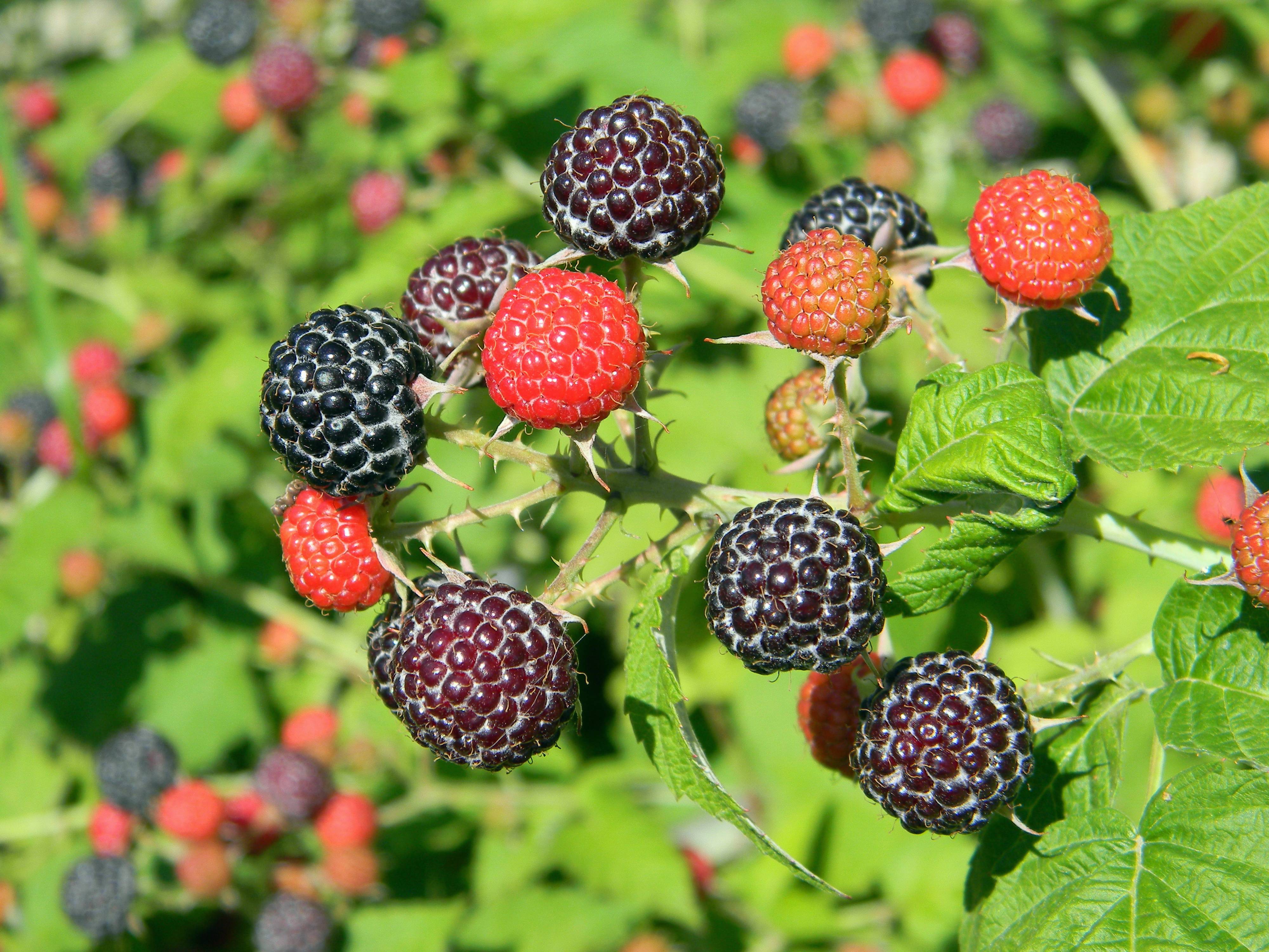 Plant Fruit Berry Sweet Flower Summer Image Free Photo