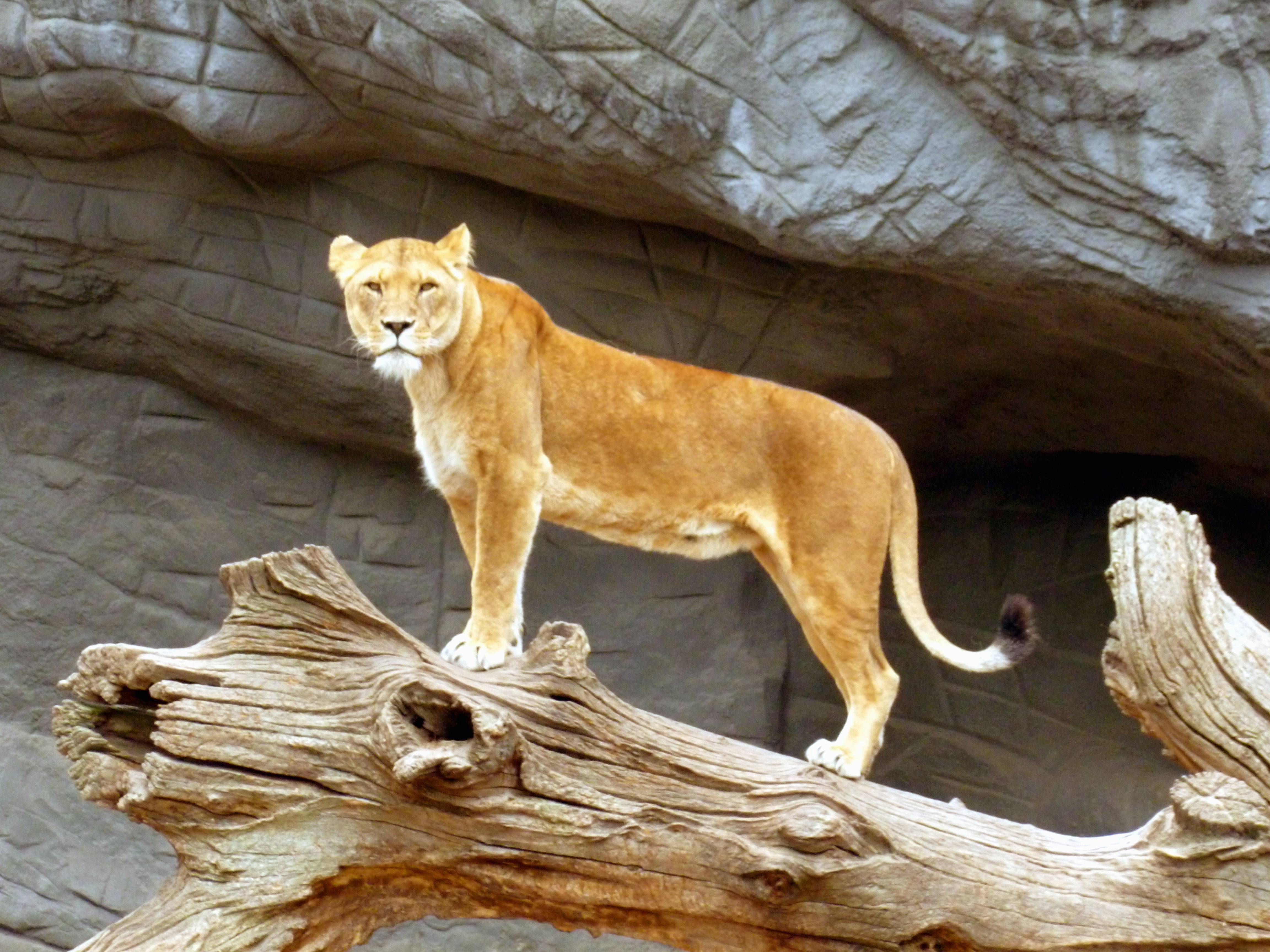 Nature Rock Female Wildlife Zoo Fur Image Free Photo