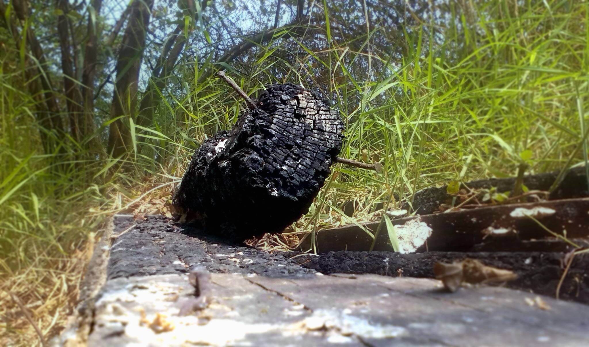 Wildlife Insect Soil Black Ash Fauna Image Free Photo