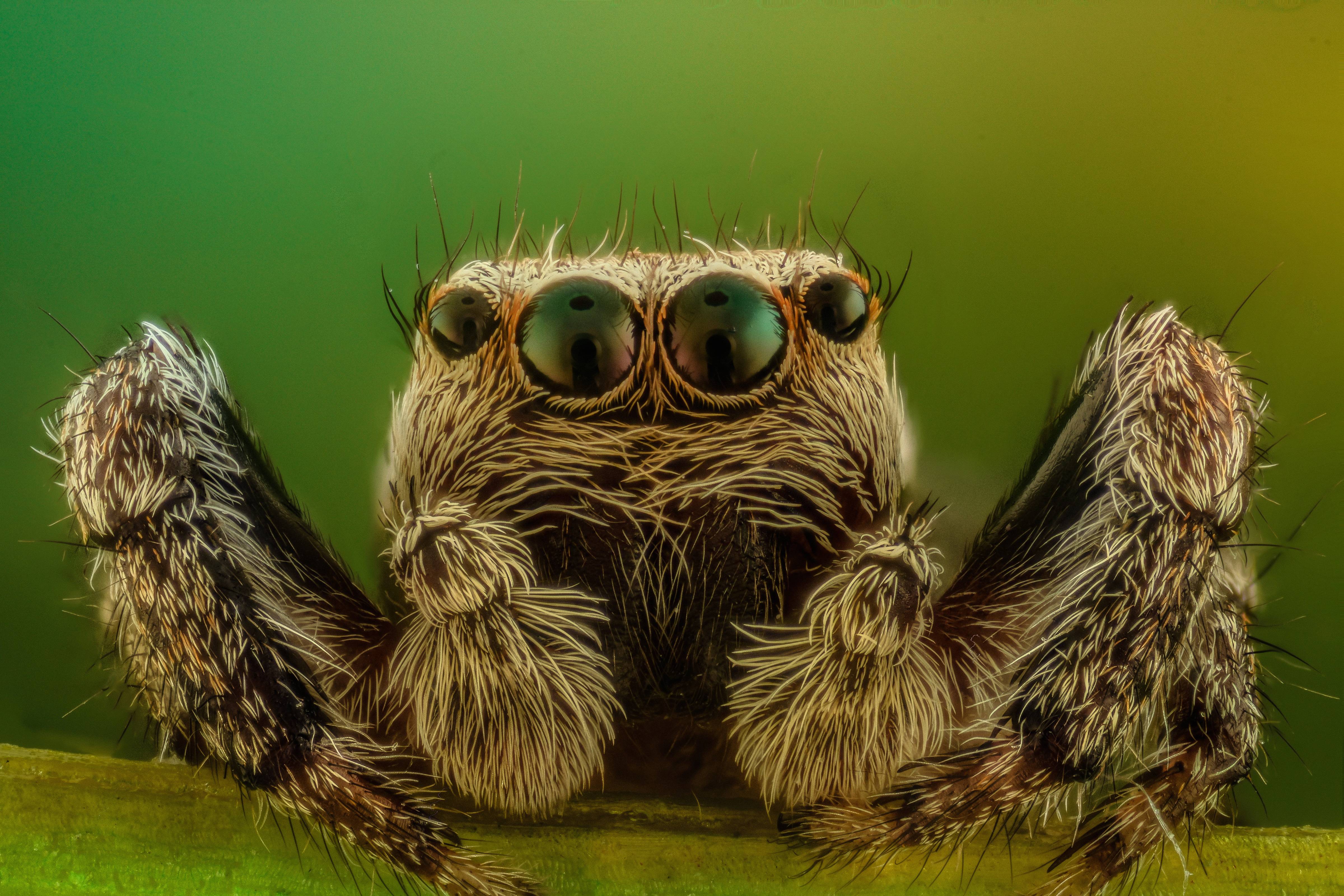 Nature Cute Jumping Wildlife Wild Green Image Free Photo