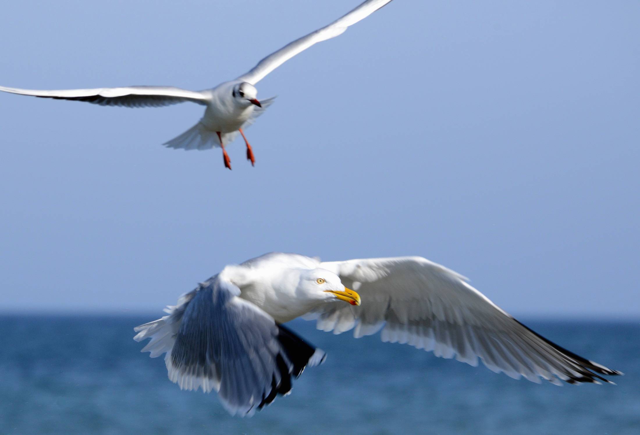Sea Water Nature Ocean Bird Wing Sky Image Free Photo