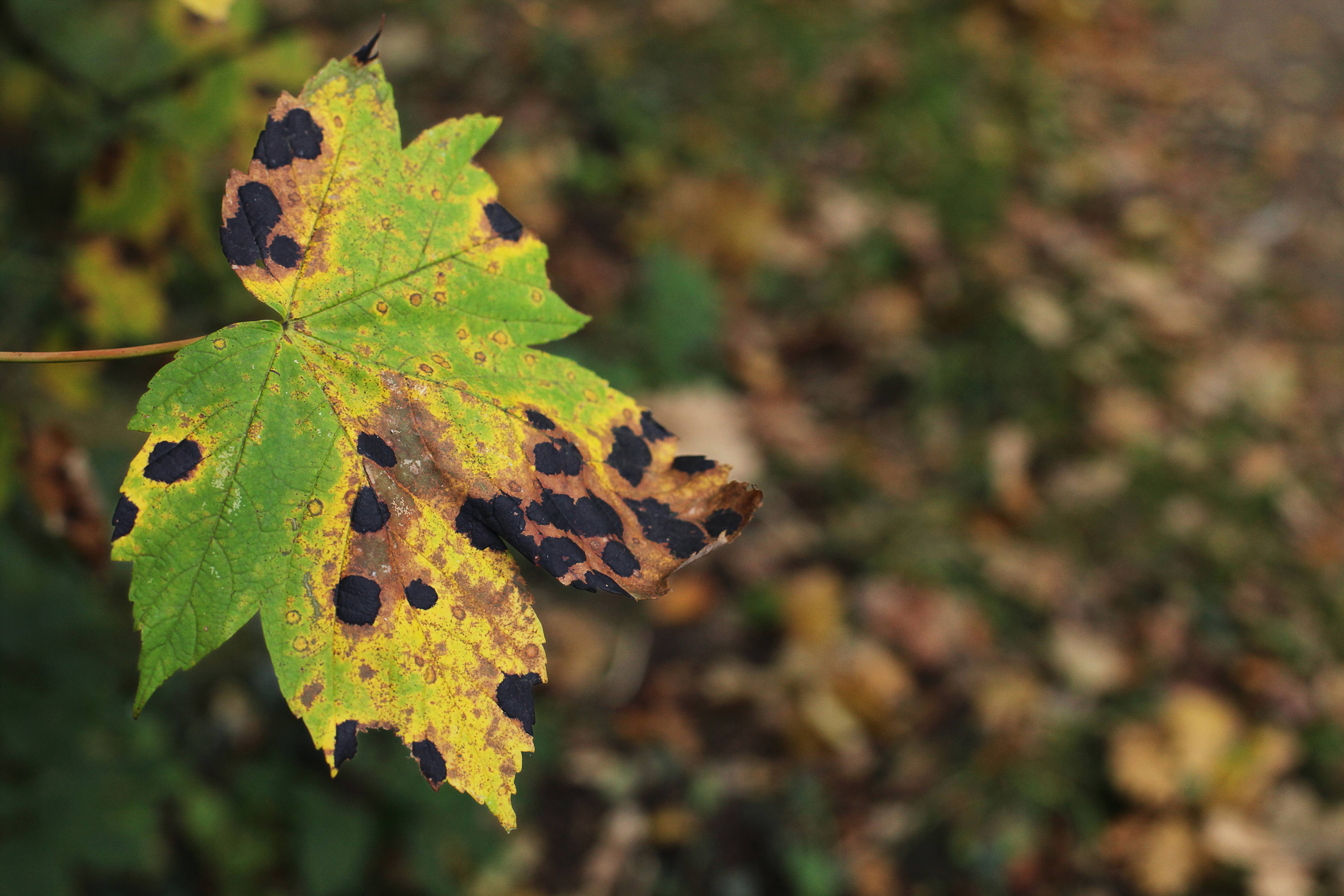 Tree Nature Branch Leaf Flower Wildlife Image Free Photo