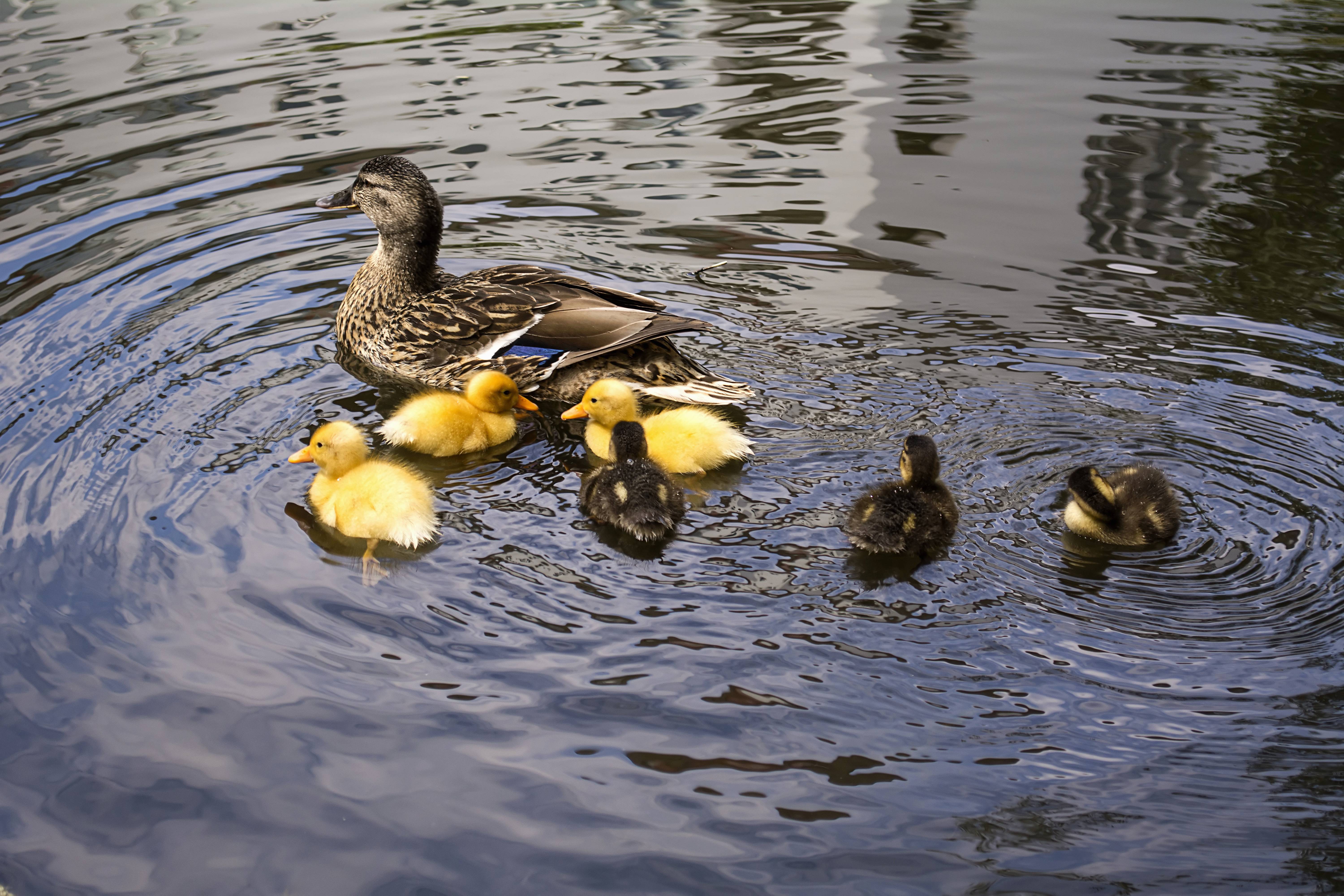 Nature Kid Animal Cute Pond Wildlife Image Free Photo