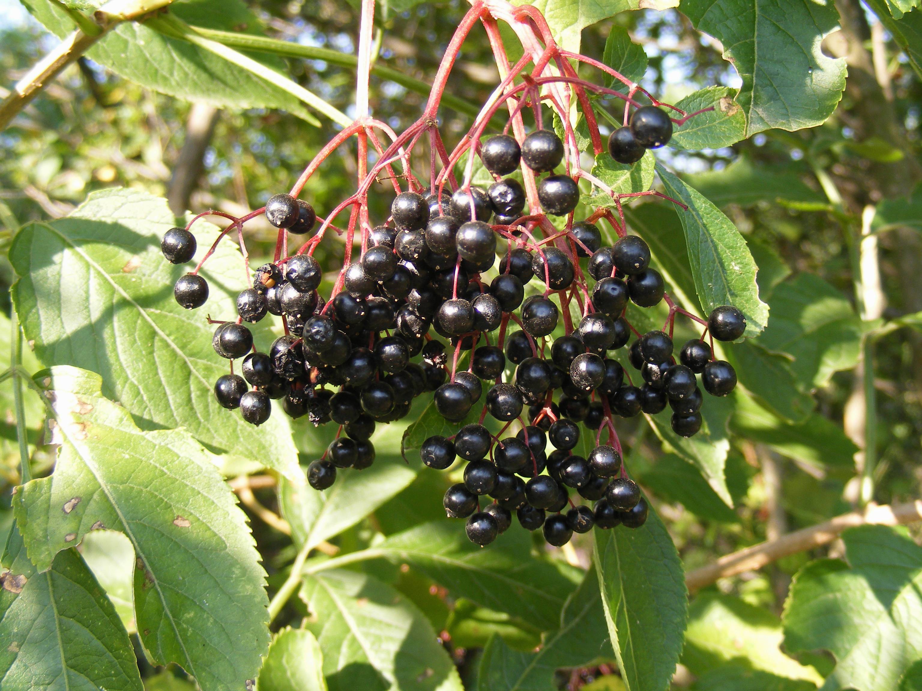 Fruit Berry Flower Food Green Produce Image Free Photo
