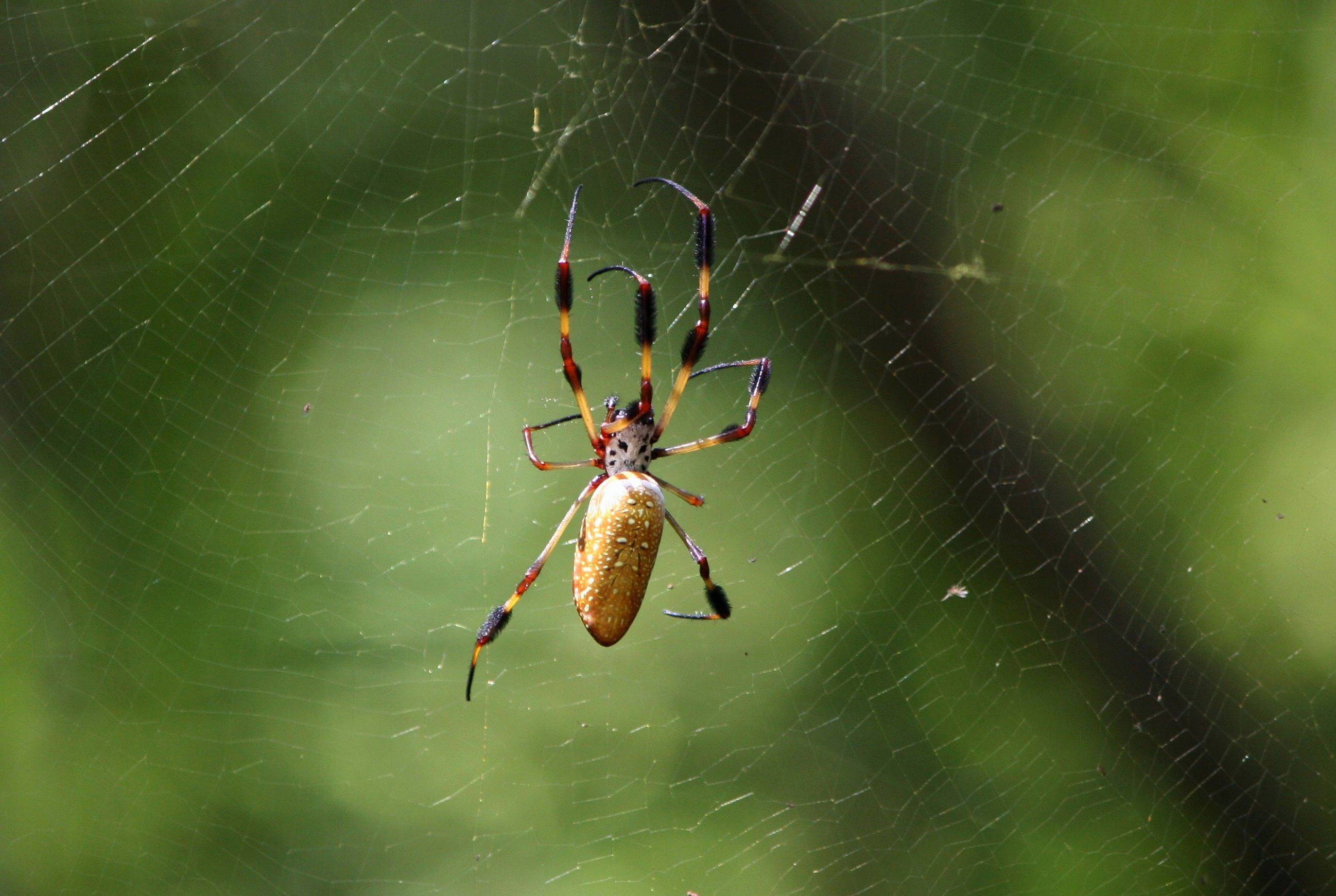 Nature Leaf Spooky Spiderweb Green Image Free Photo