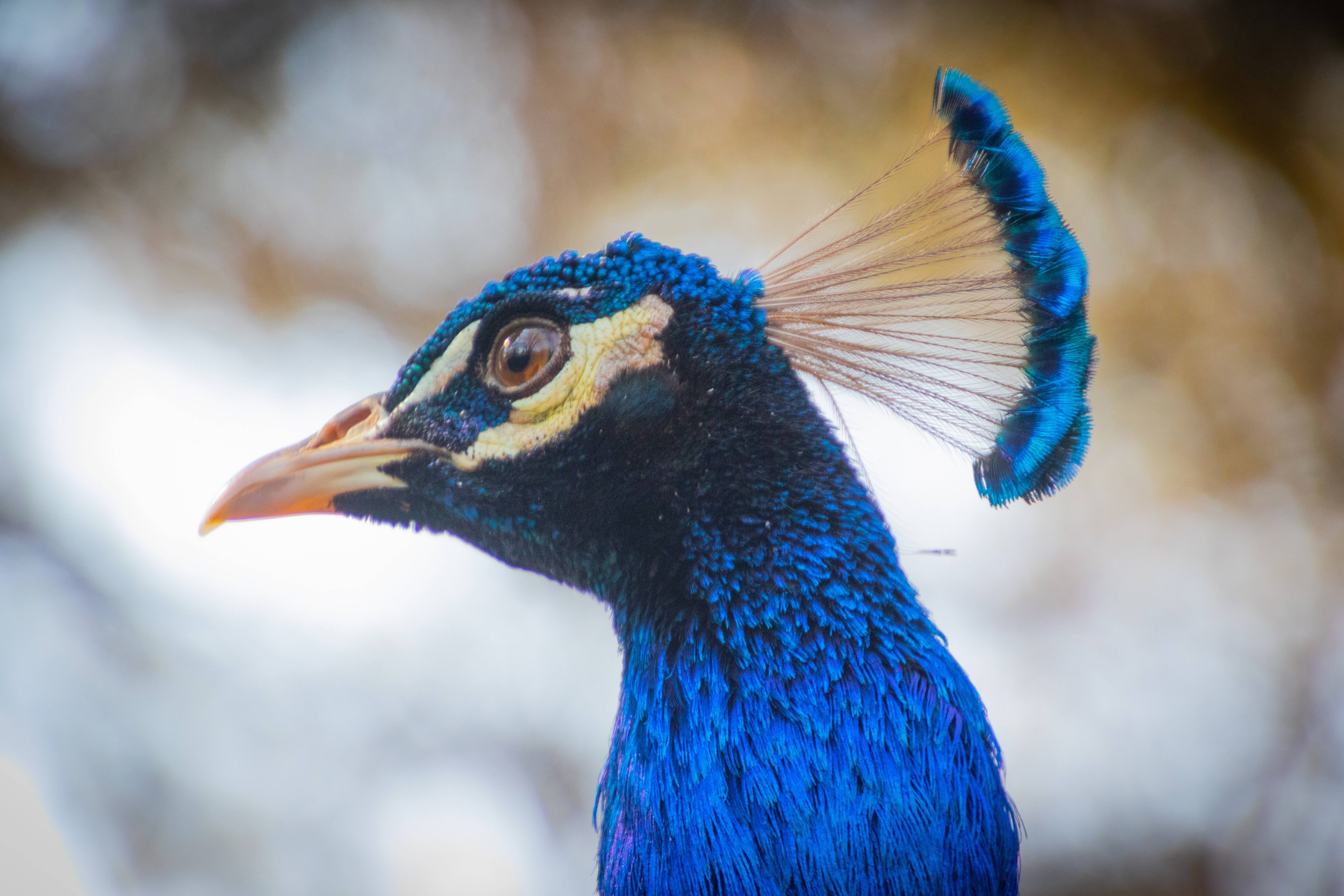 Animal Photography Avian Beak Bird Blue Image Free Photo