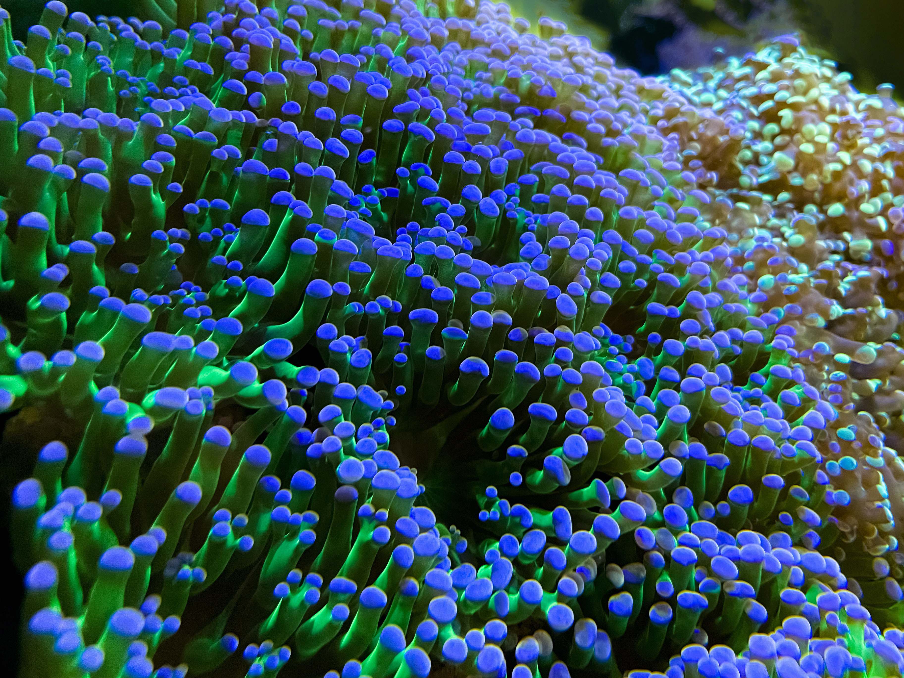 Sea Green And Blue Coral Reef Water Image Free Photo