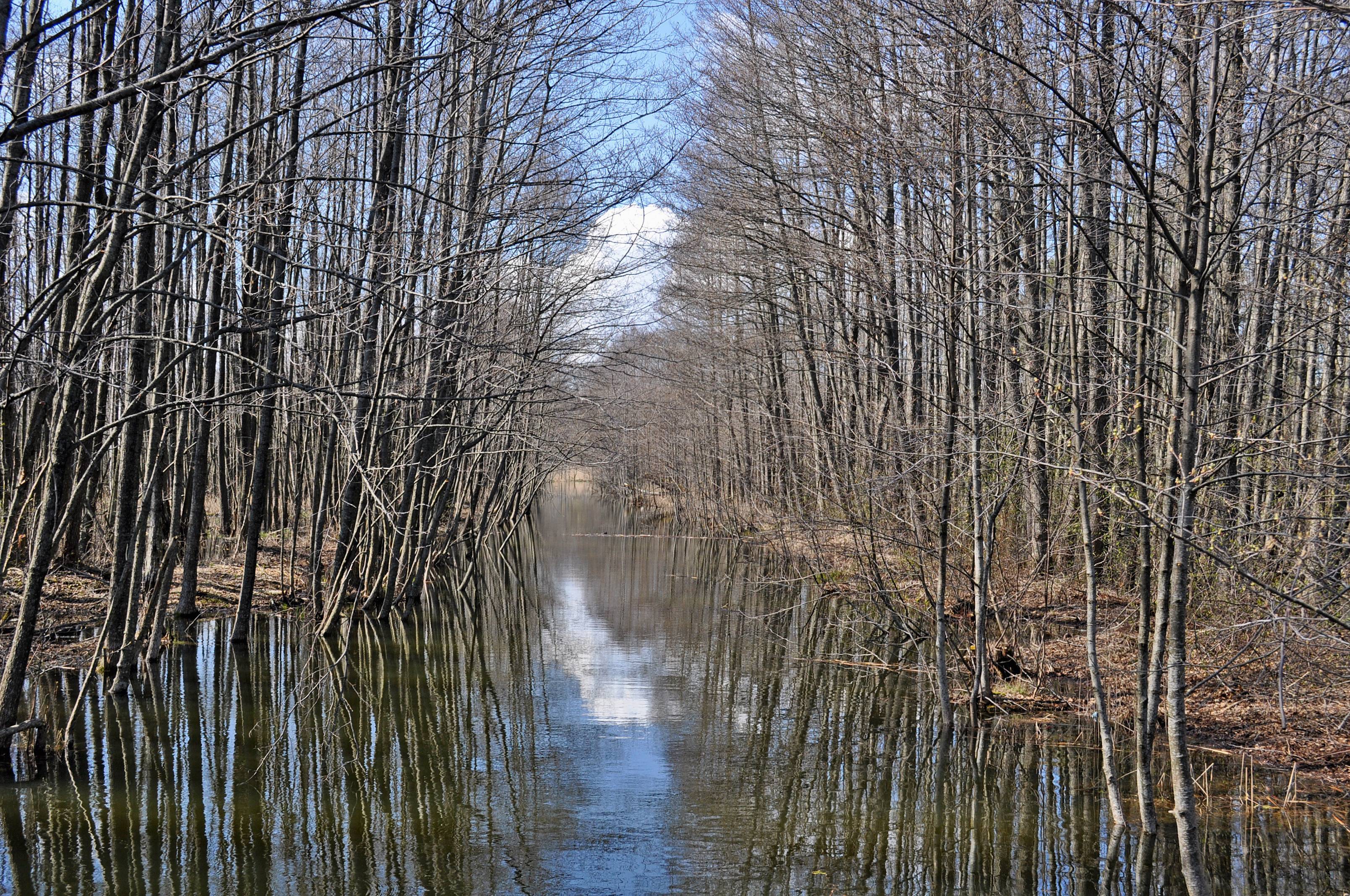Sea Tree Water Nature Forest Outdoor Image Free Photo