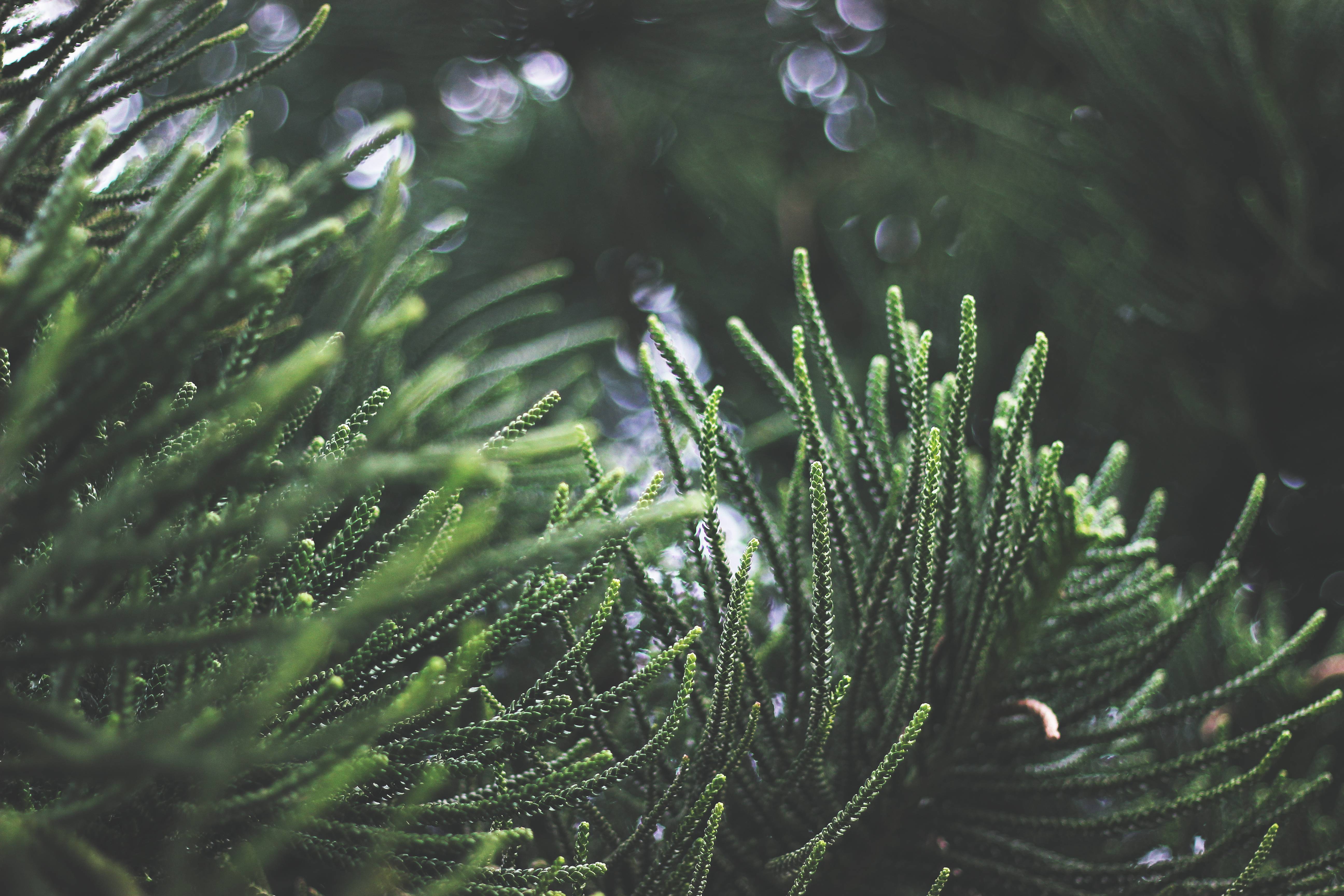 Tree Nature Forest Grass Branch Blur Image Free Photo