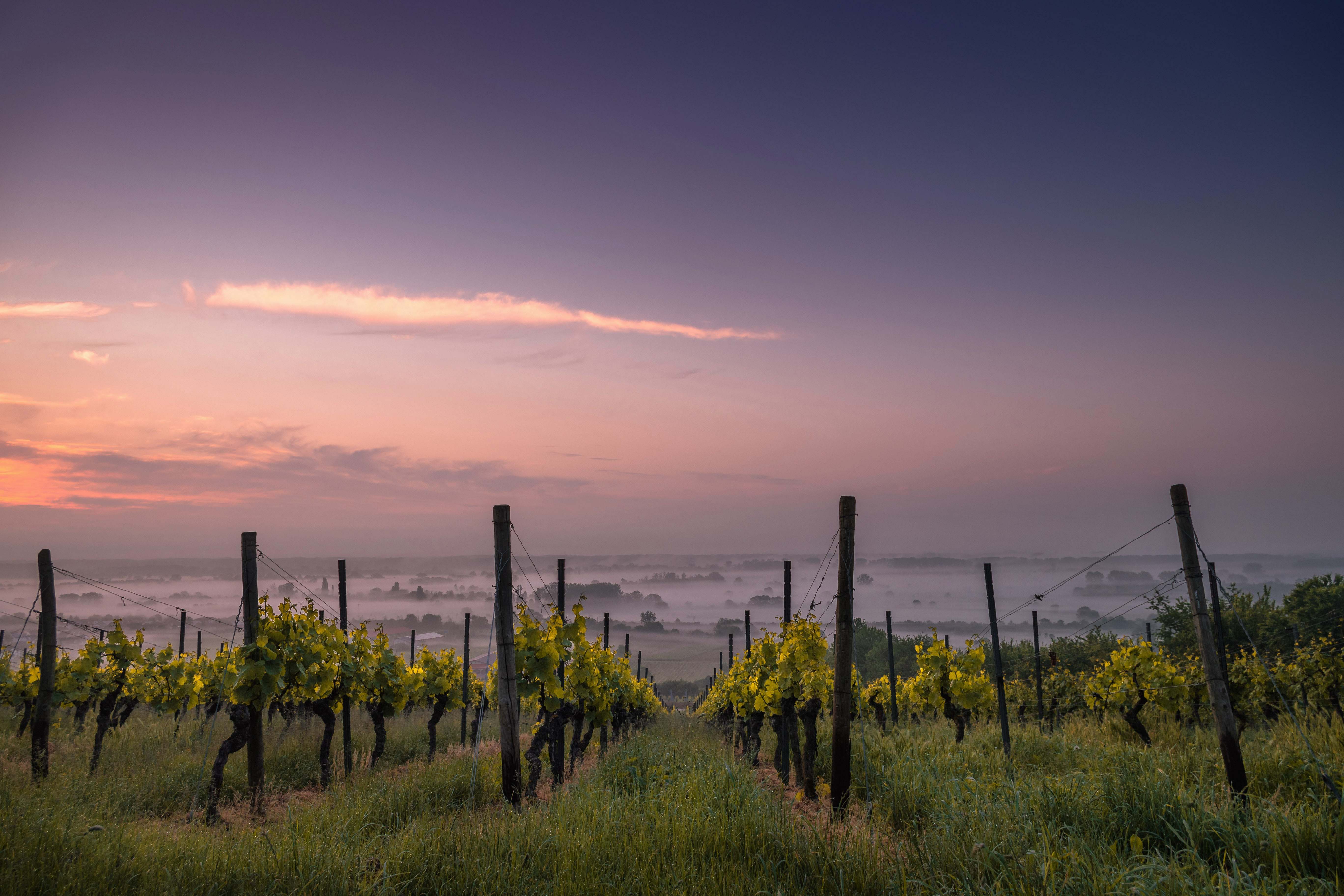 Wine Photography Of Green Grass Field With Plants Farm Image Free Photo