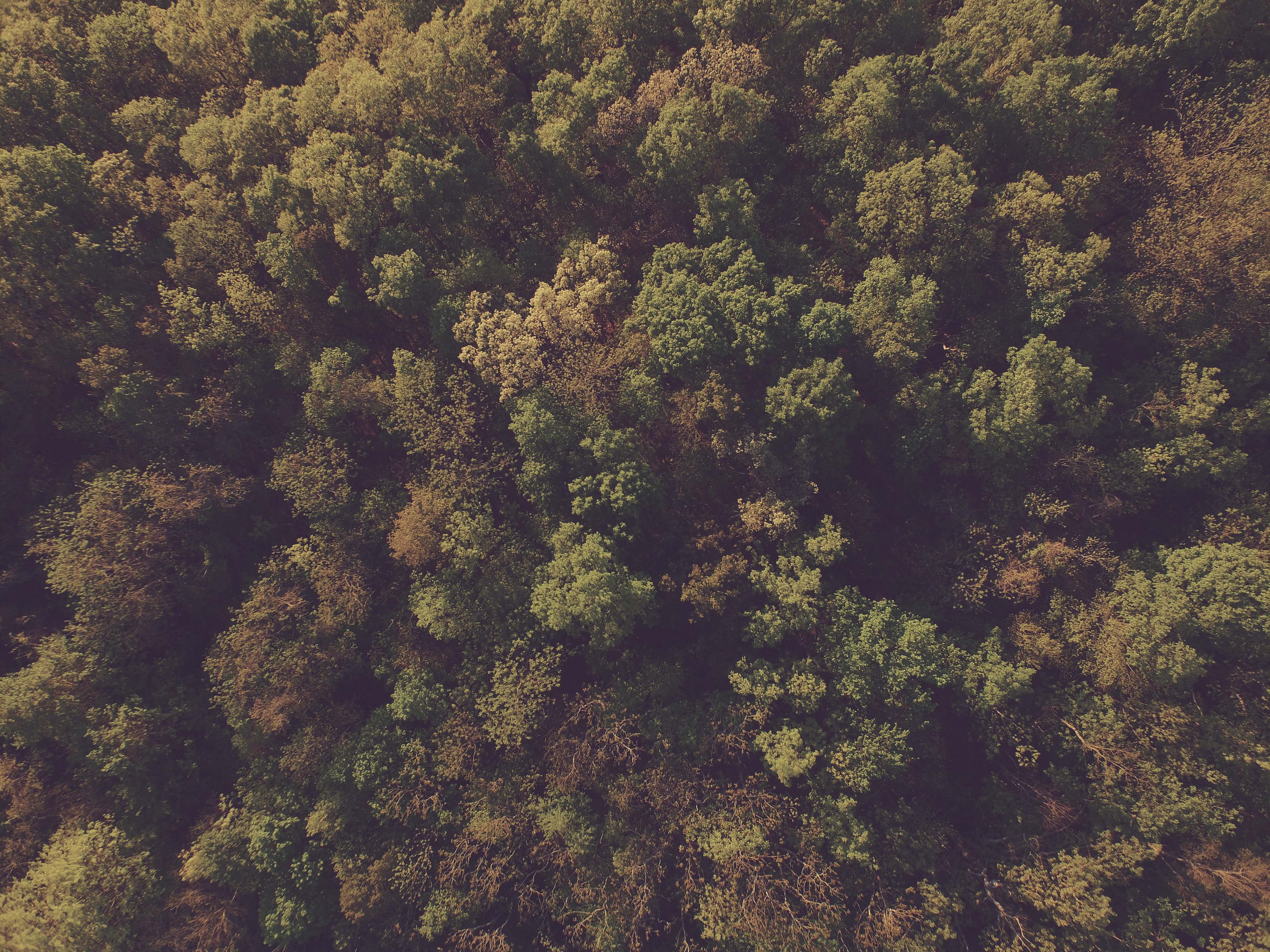 Forest Aerial Photography Of Trees Tree Image Free Photo