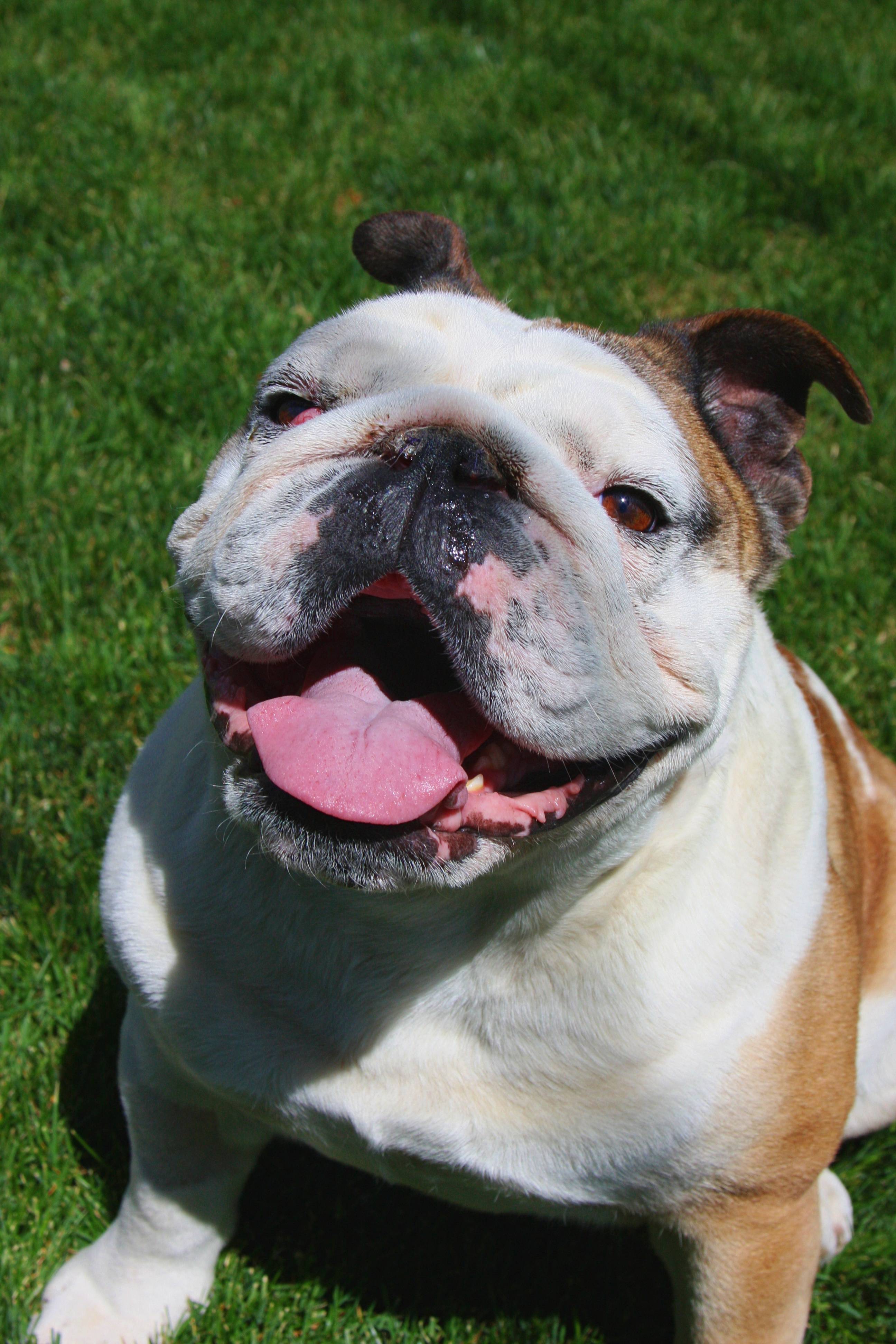 Grass Animal Cute Pet Smiling Smile Image Free Photo