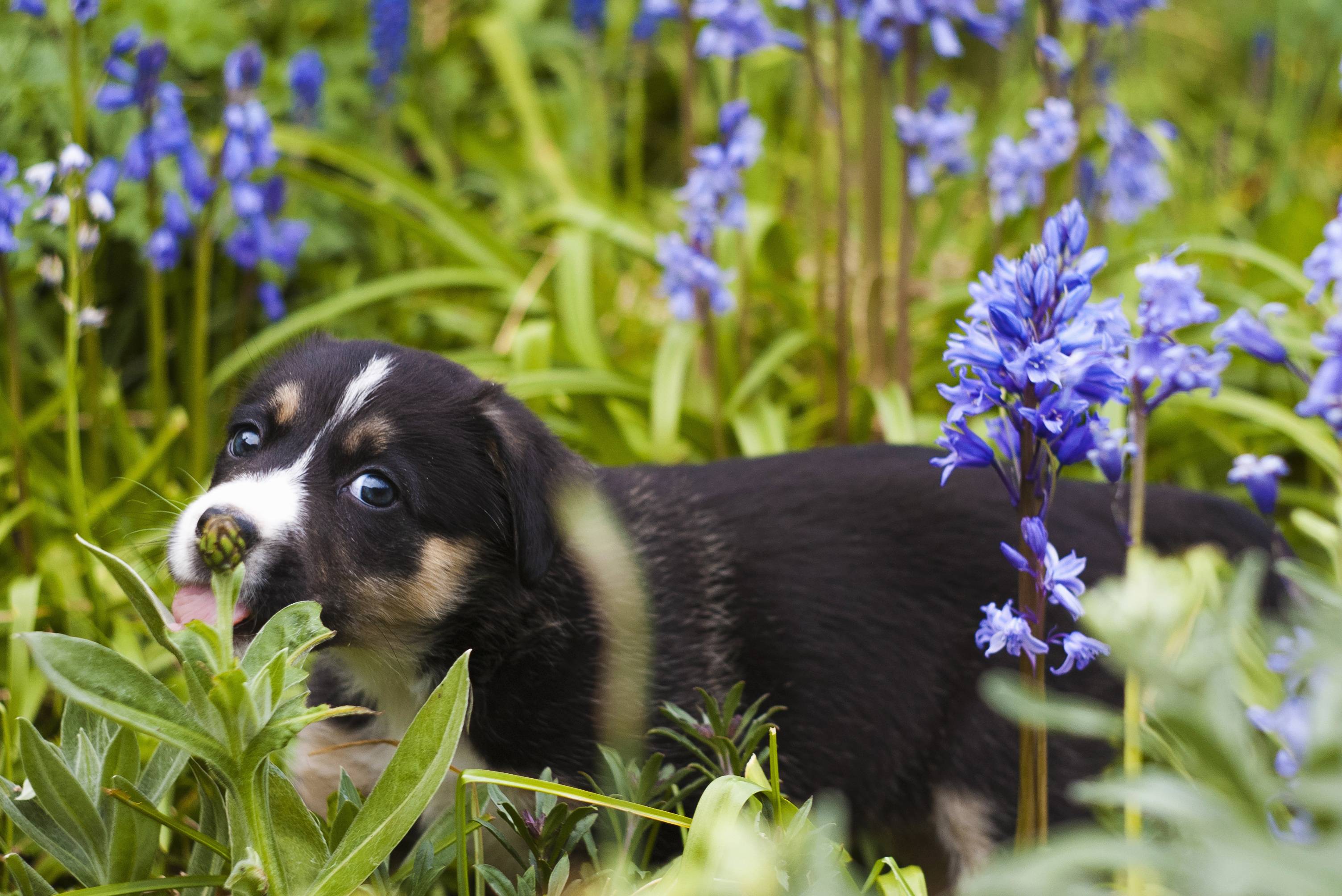 Grass Flower Puppy Cute Canine Pet Image Free Photo