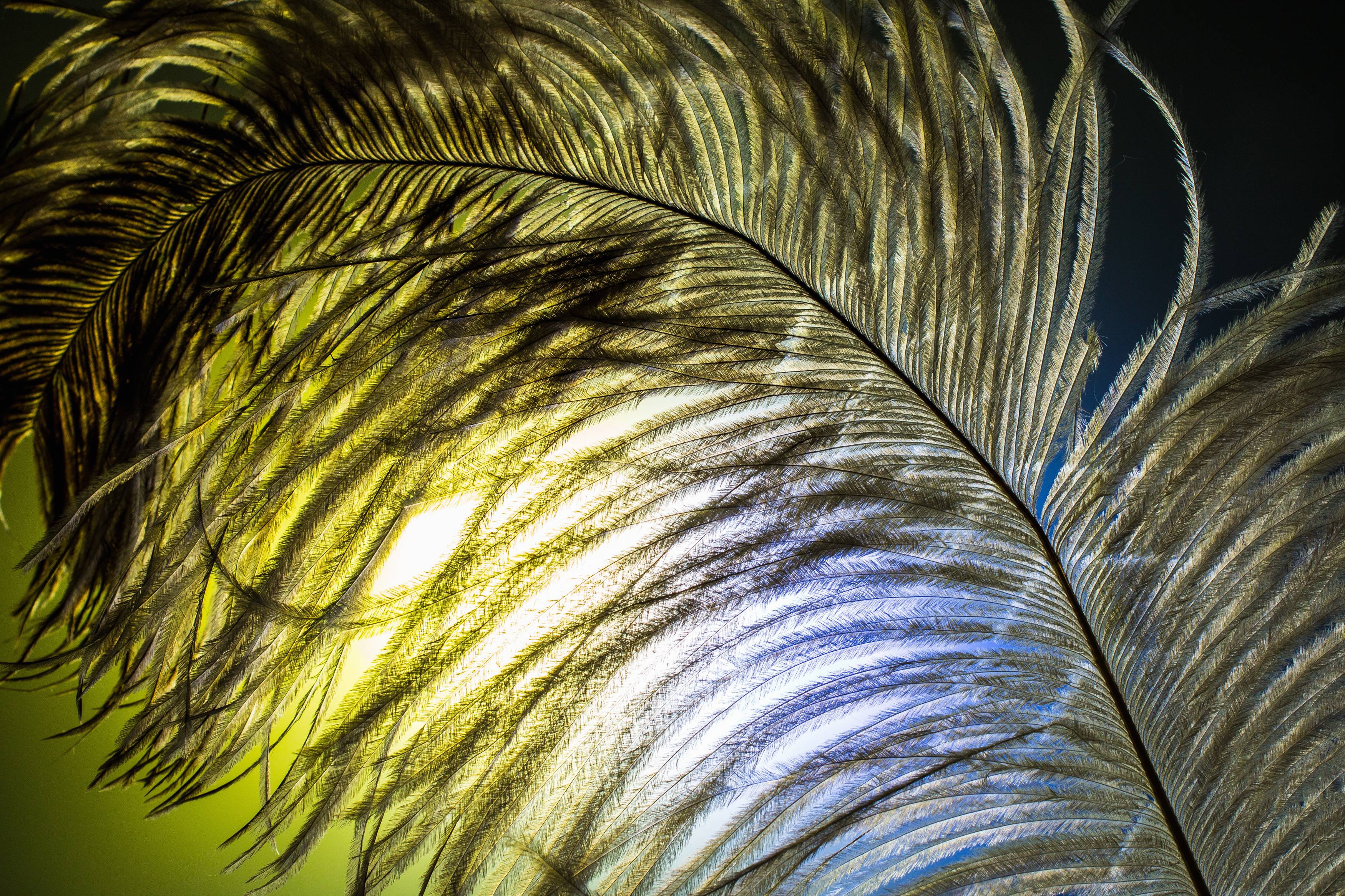 Nature Wing Light Sunlight Texture Leaf Image Free Photo